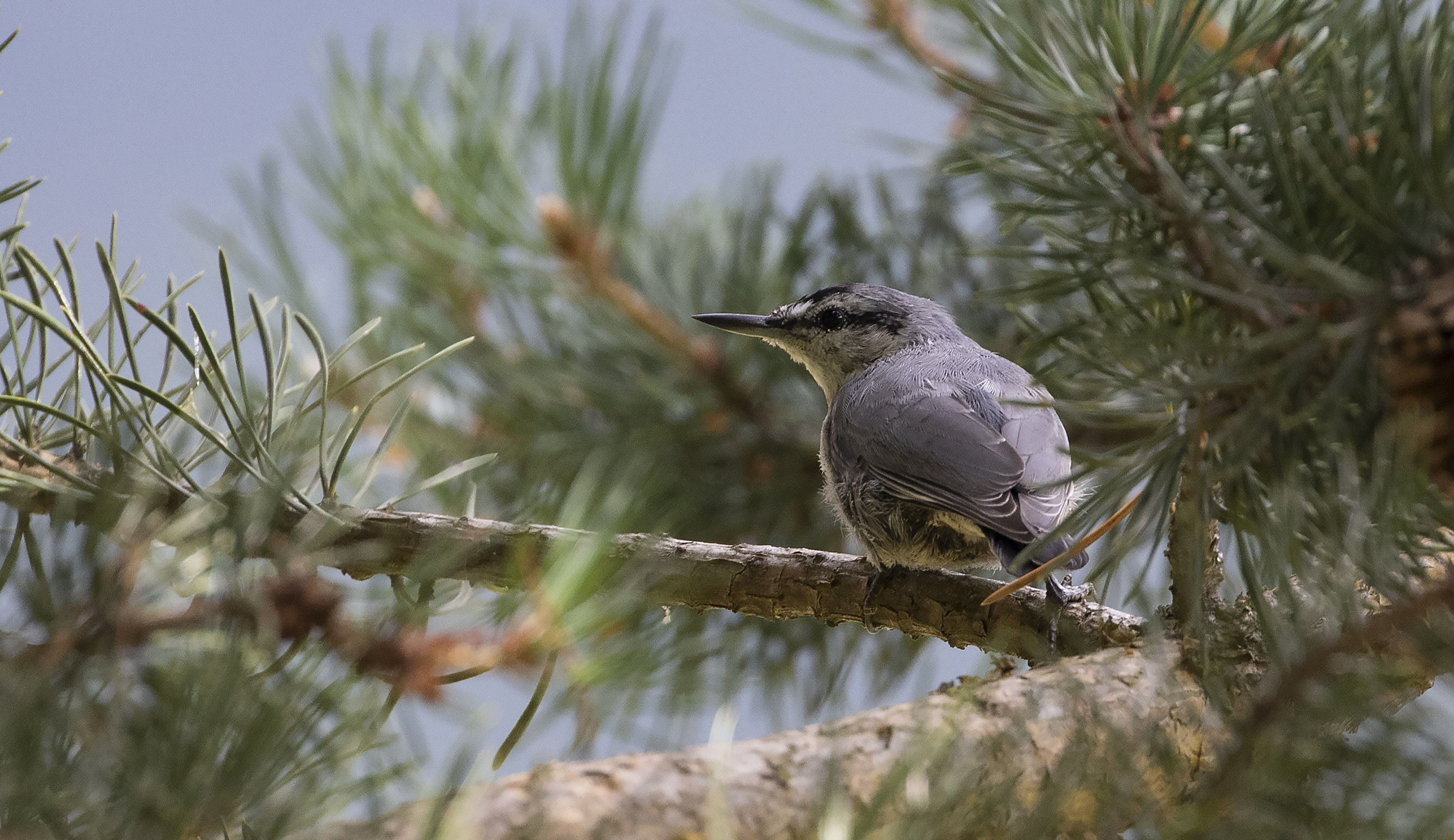 Eurasian Nuthatch