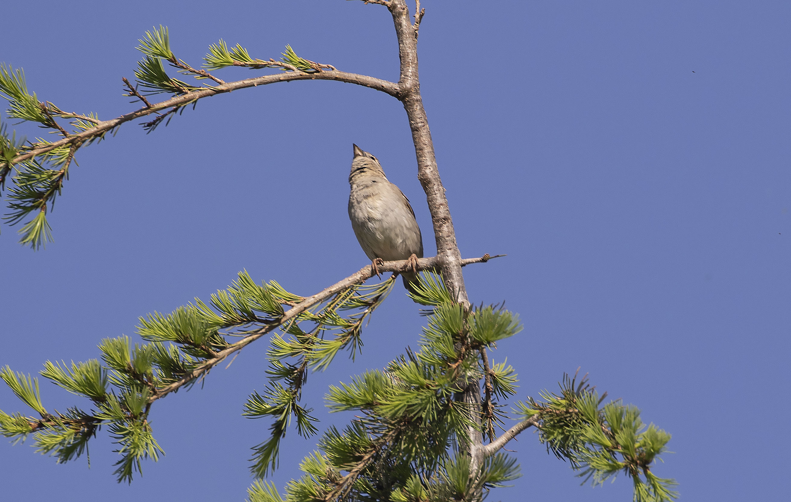 Common Chaffinch