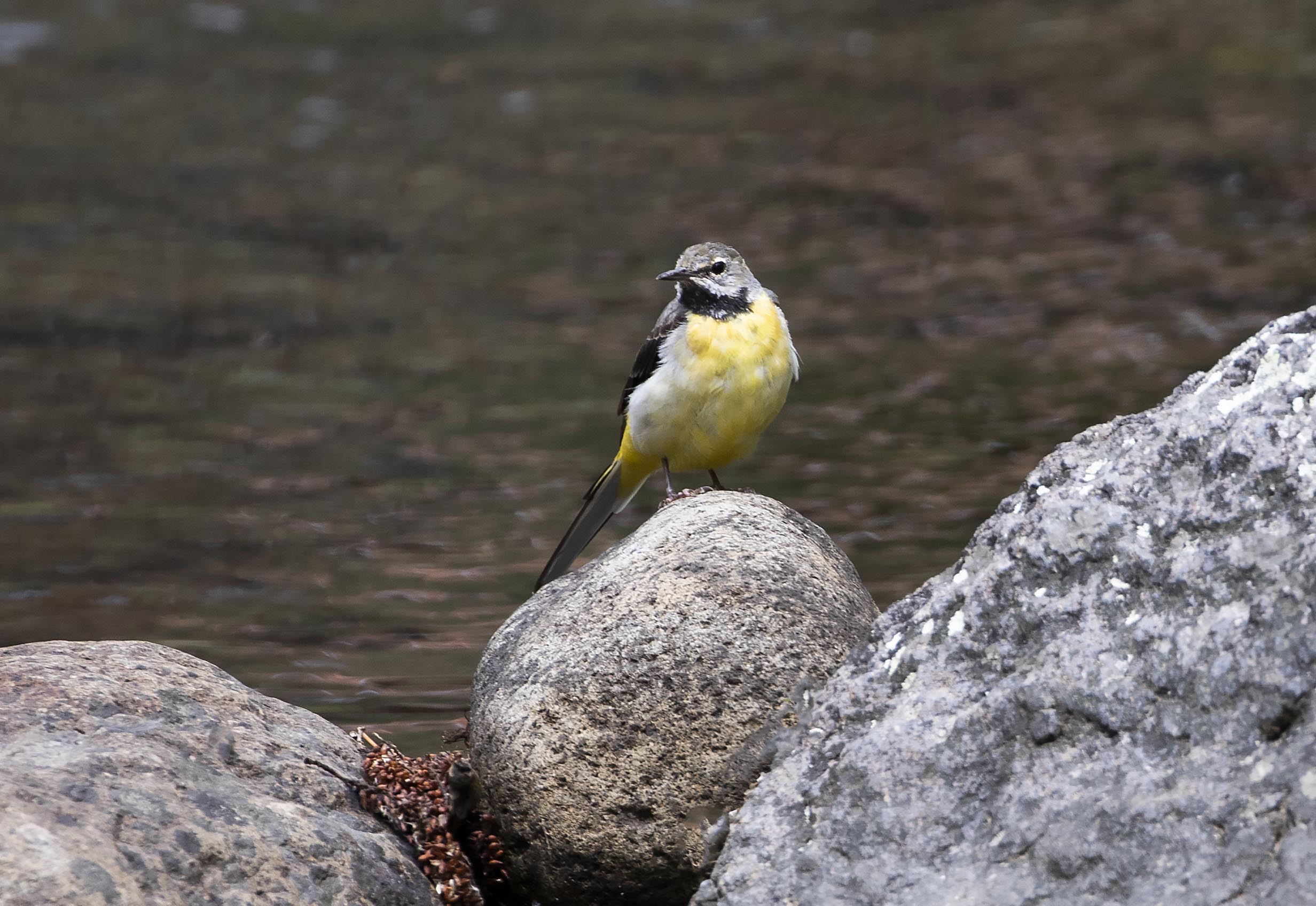 Gray Wagtail