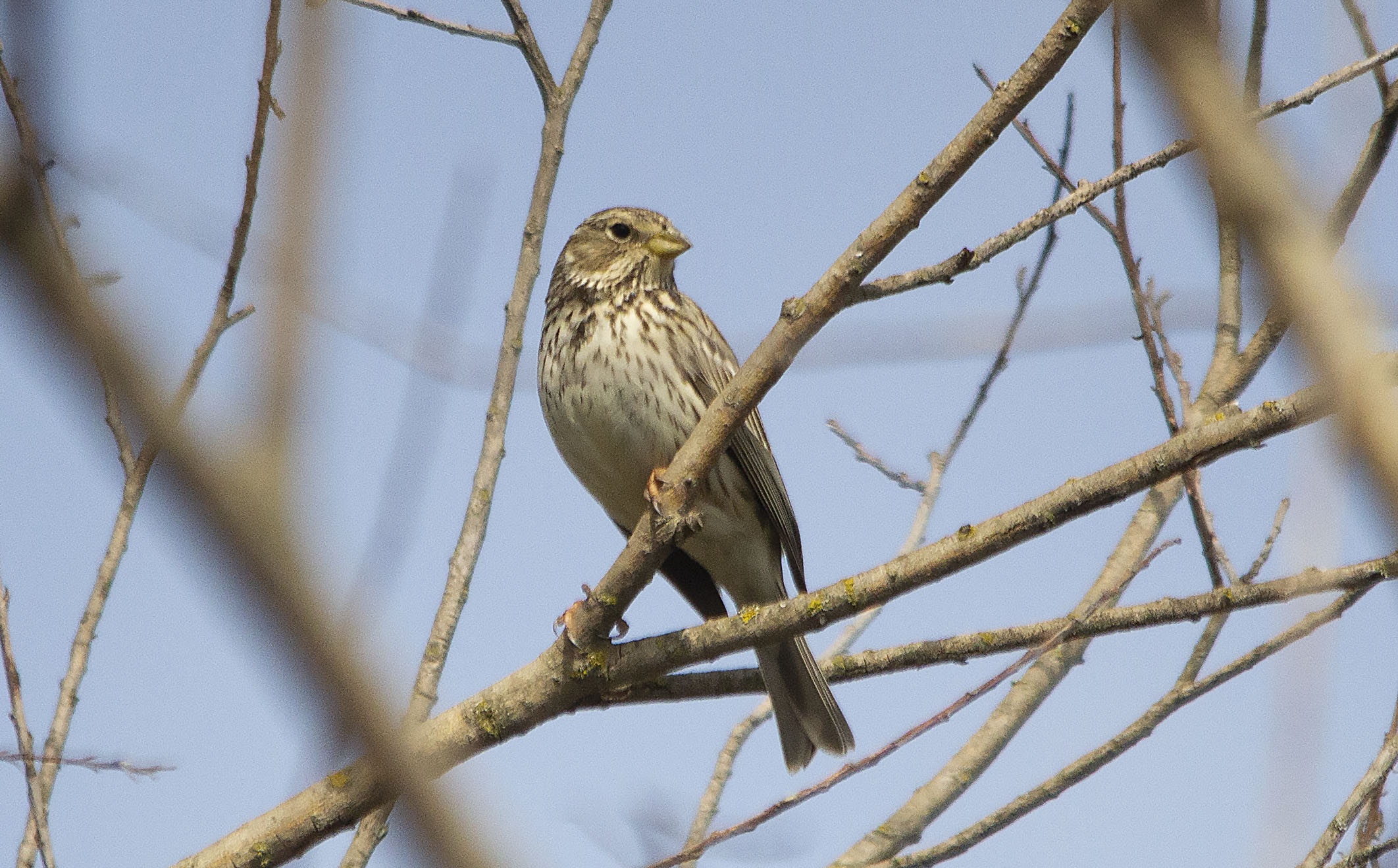 Corn Bunting