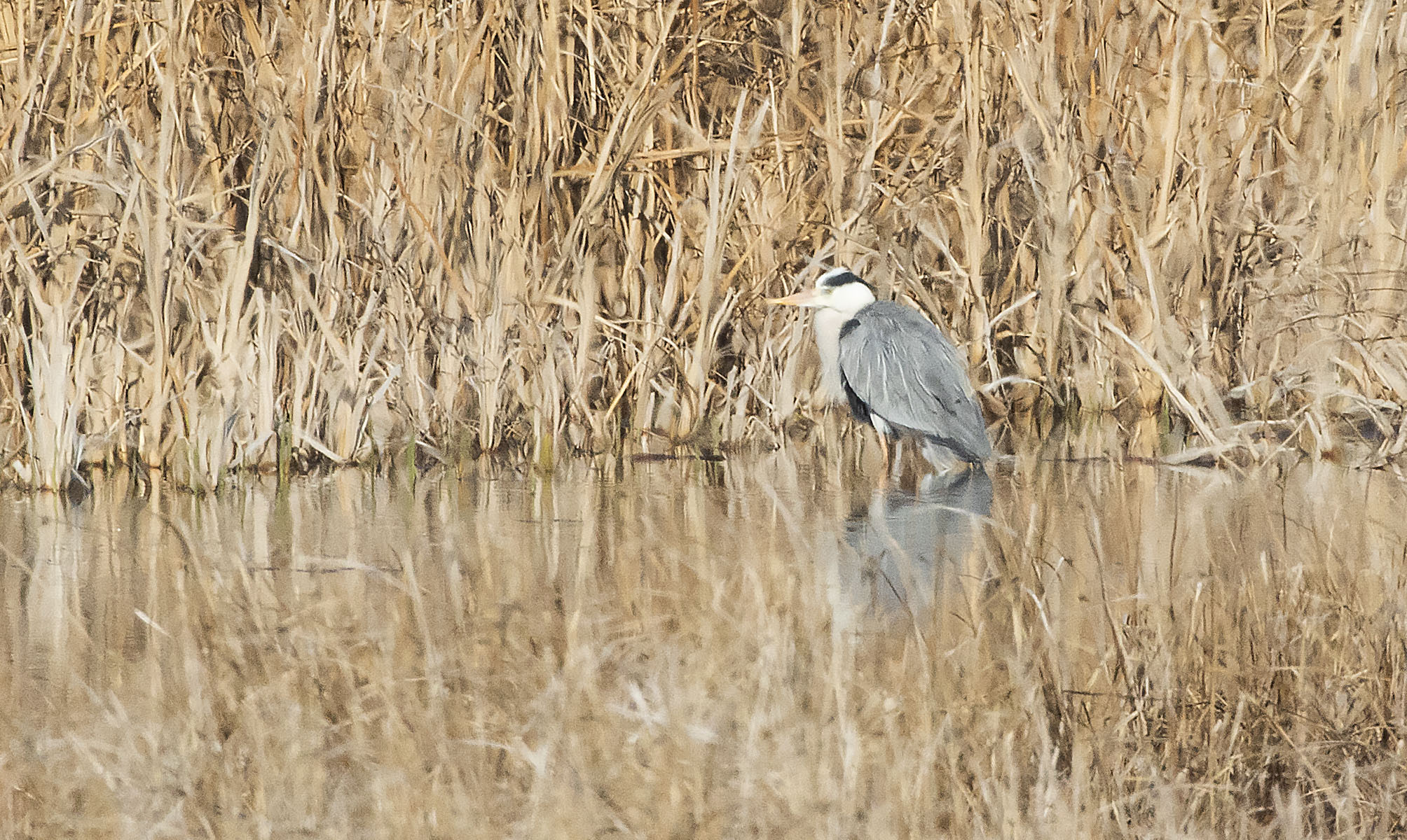 Gray Heron