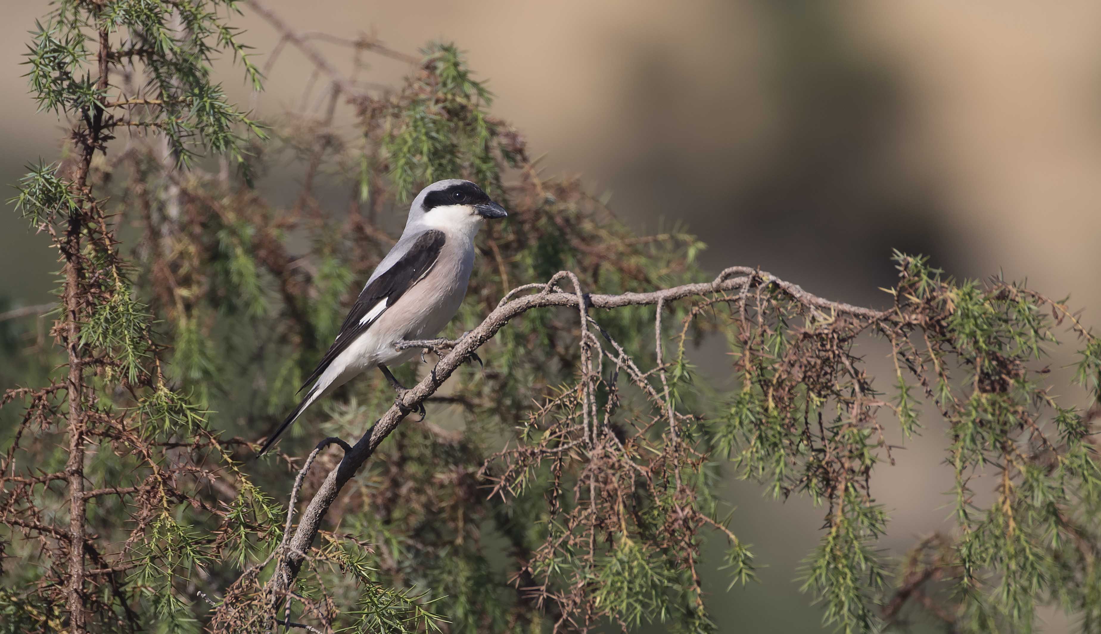 Great Gray Shrike — Ana fotoğraf