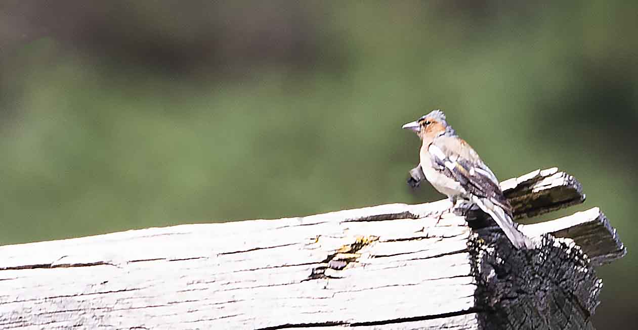Crested Lark