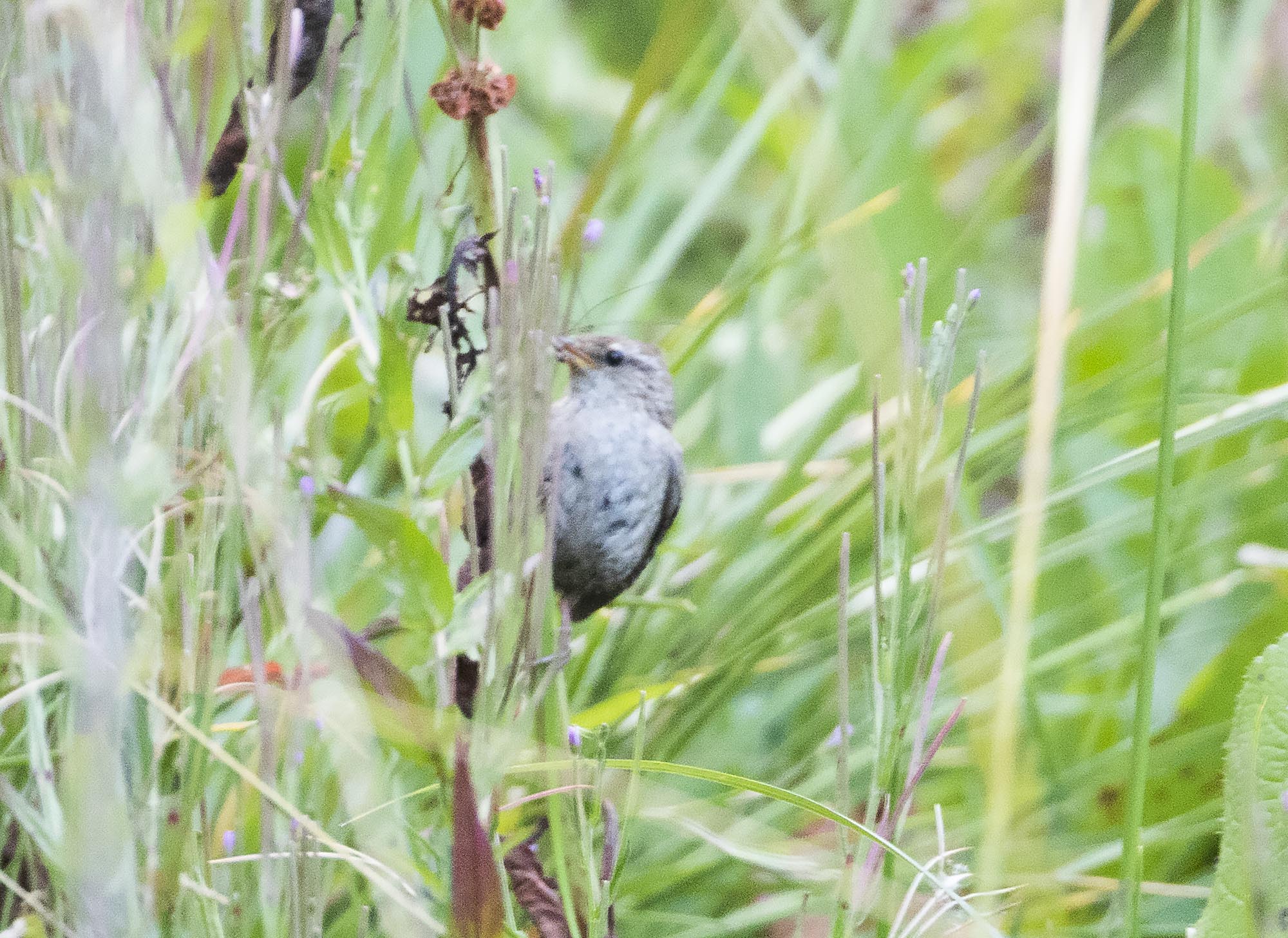 Great Tit
