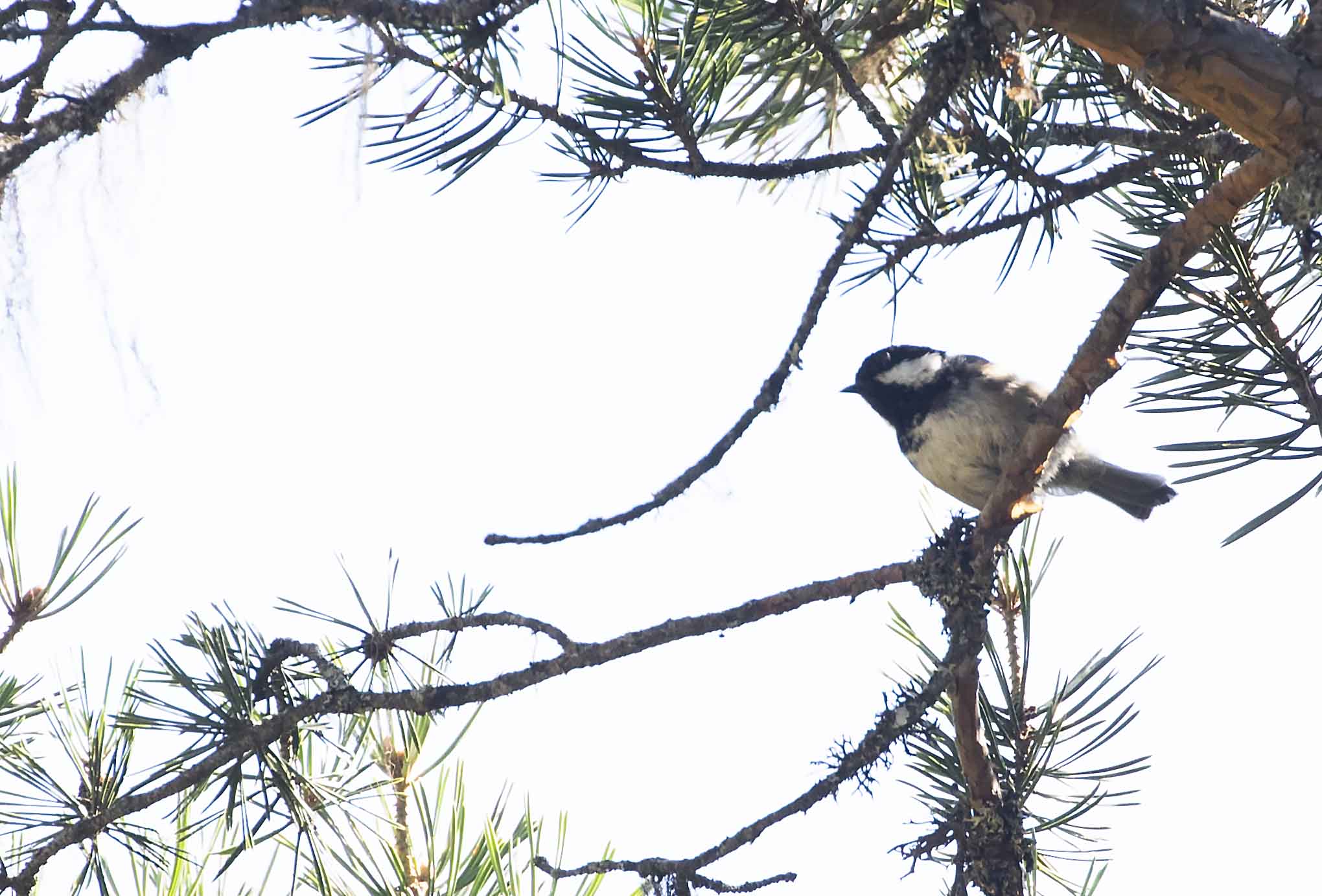 Coal Tit
