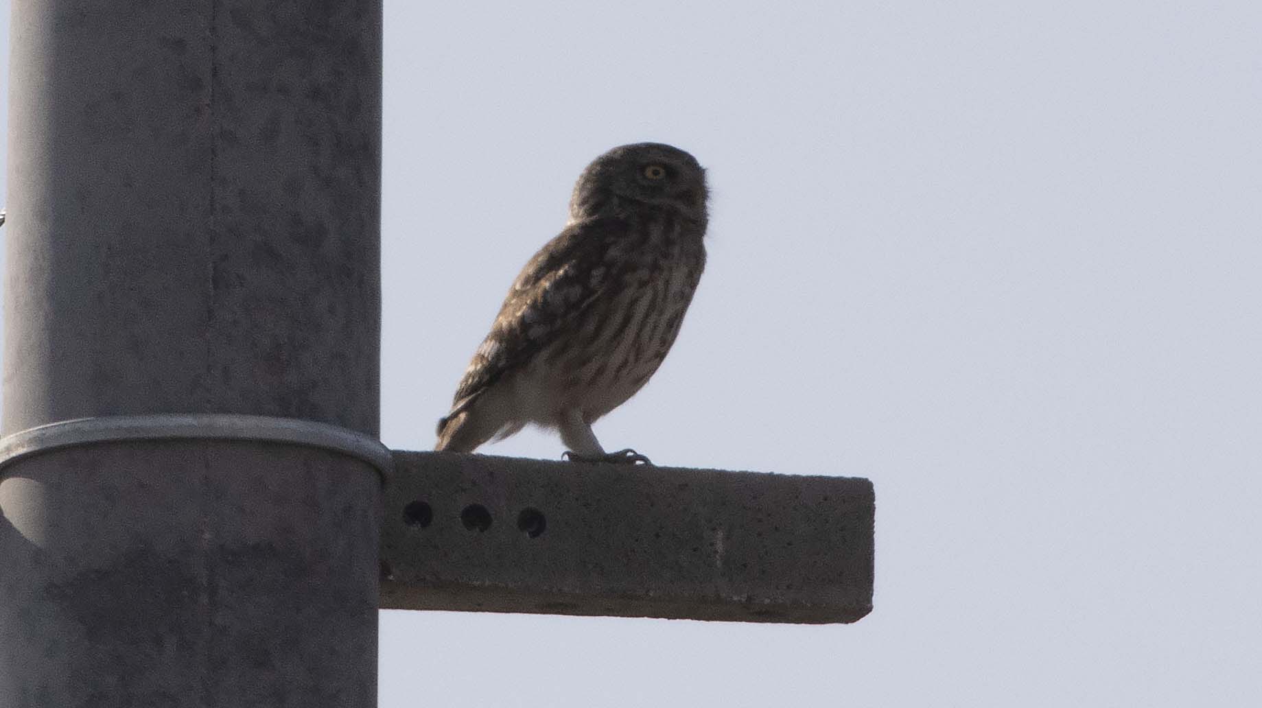 Little Owl
