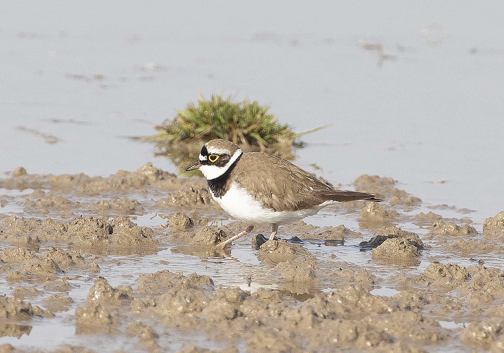 Little Ringed Plover