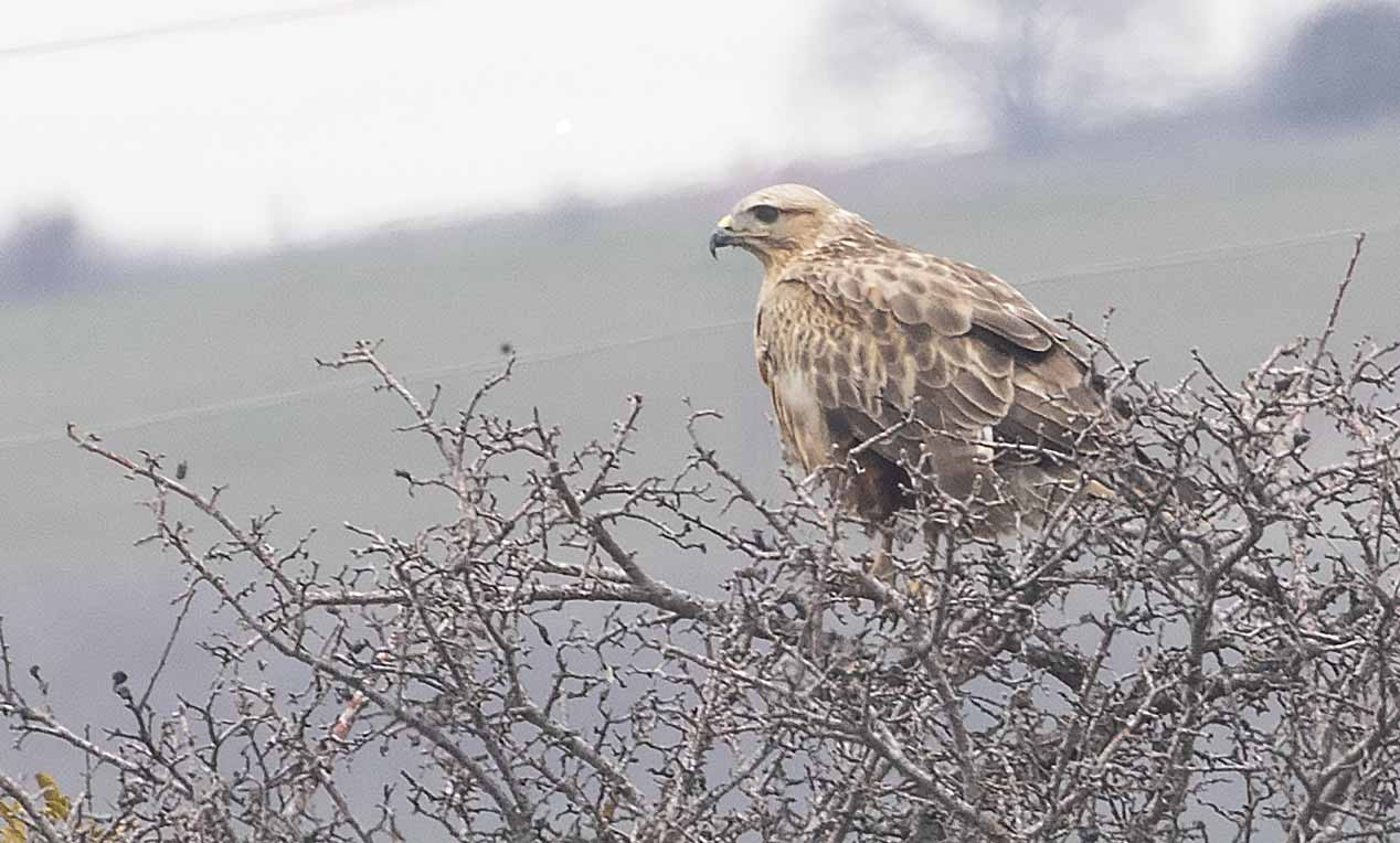 Long-legged Buzzard
