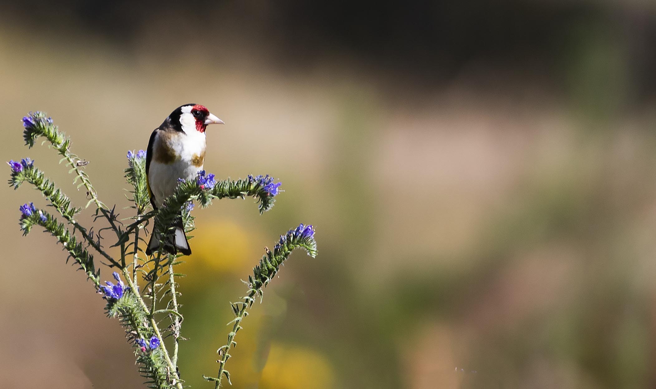 European Goldfinch
