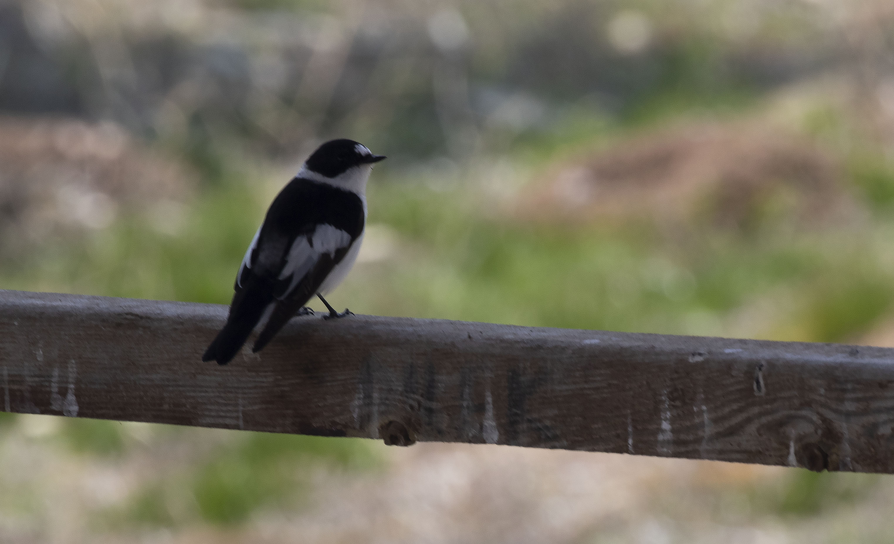 European Pied Flycatcher