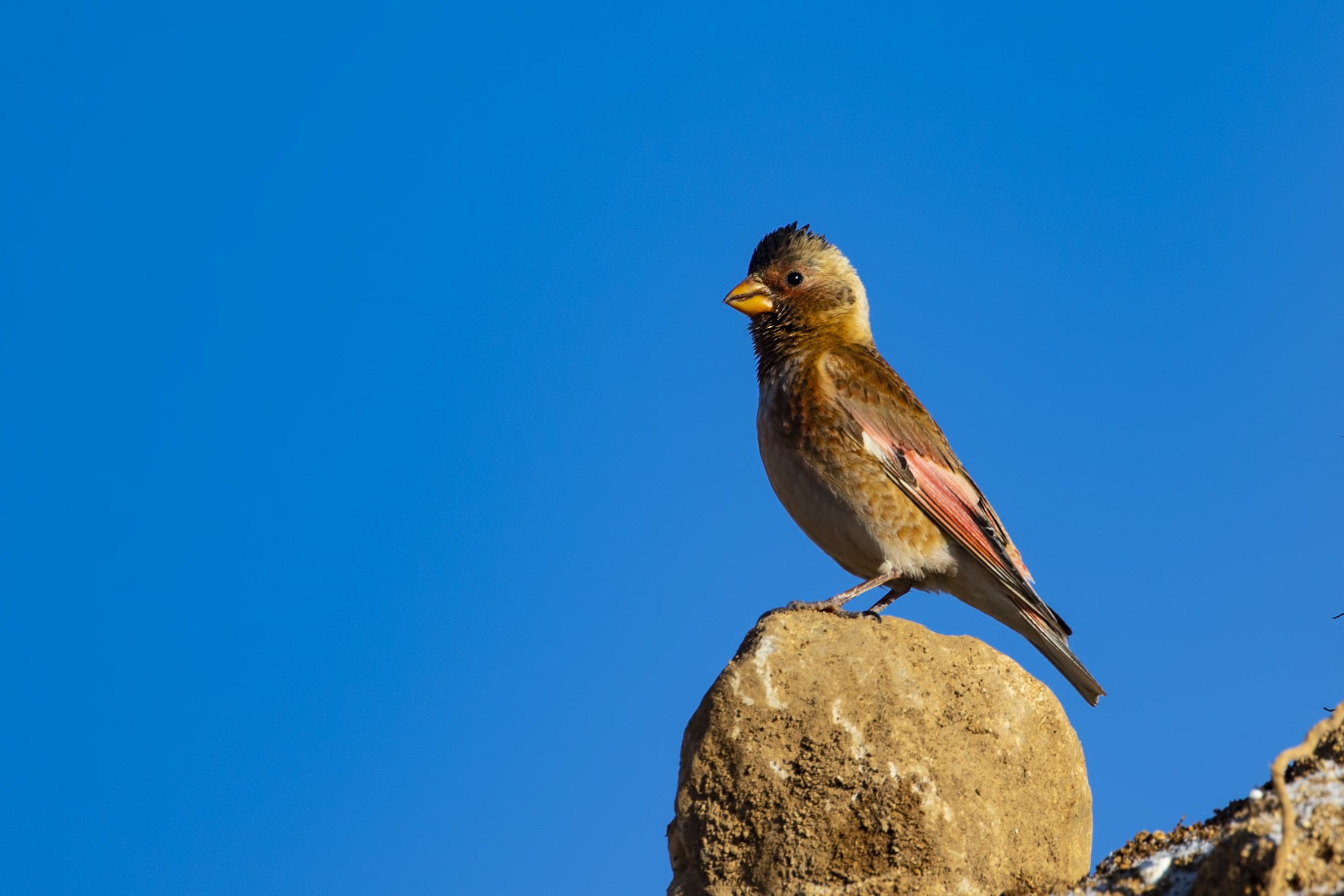 Crimson-winged Finch — Ana fotoğraf