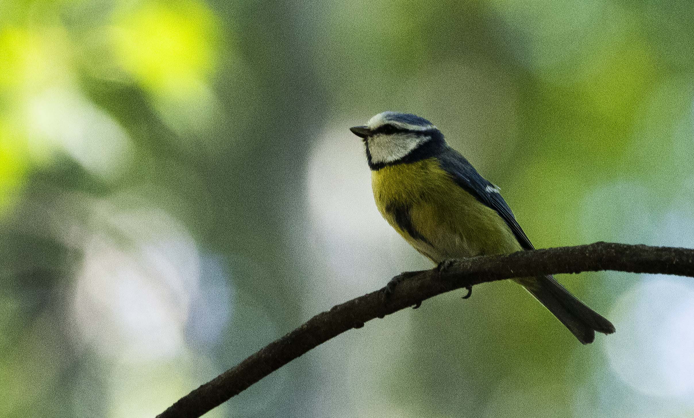 Eurasian Blue Tit
