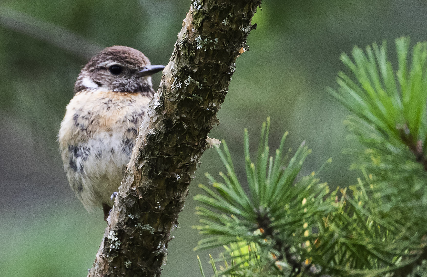 European Stonechat
