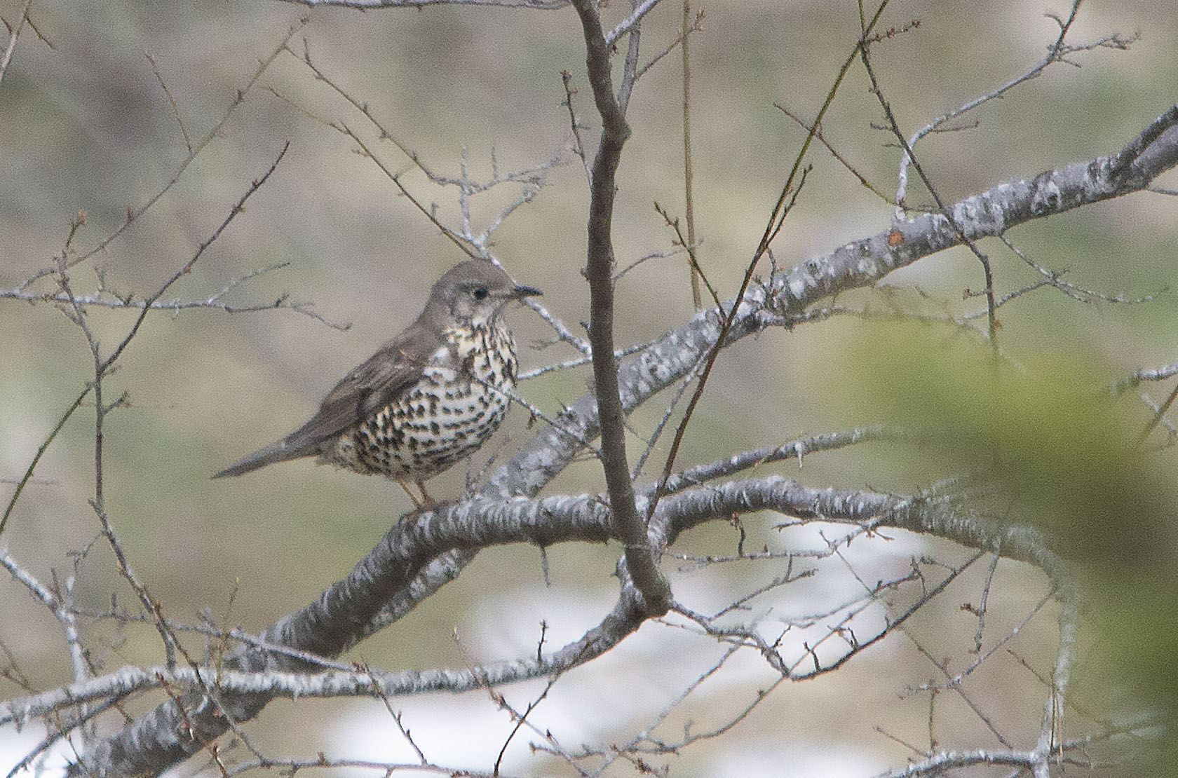 Mistle Thrush