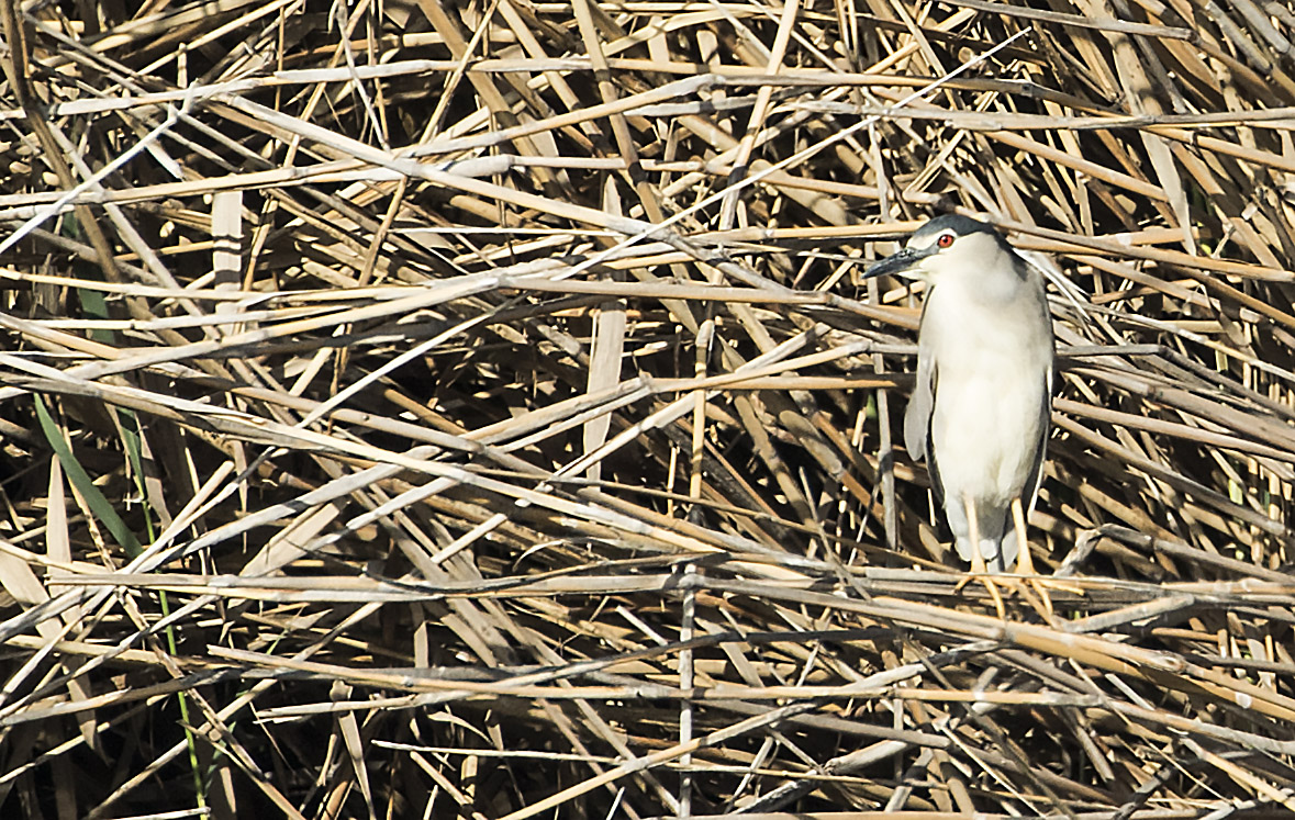 Black-crowned Night-Heron