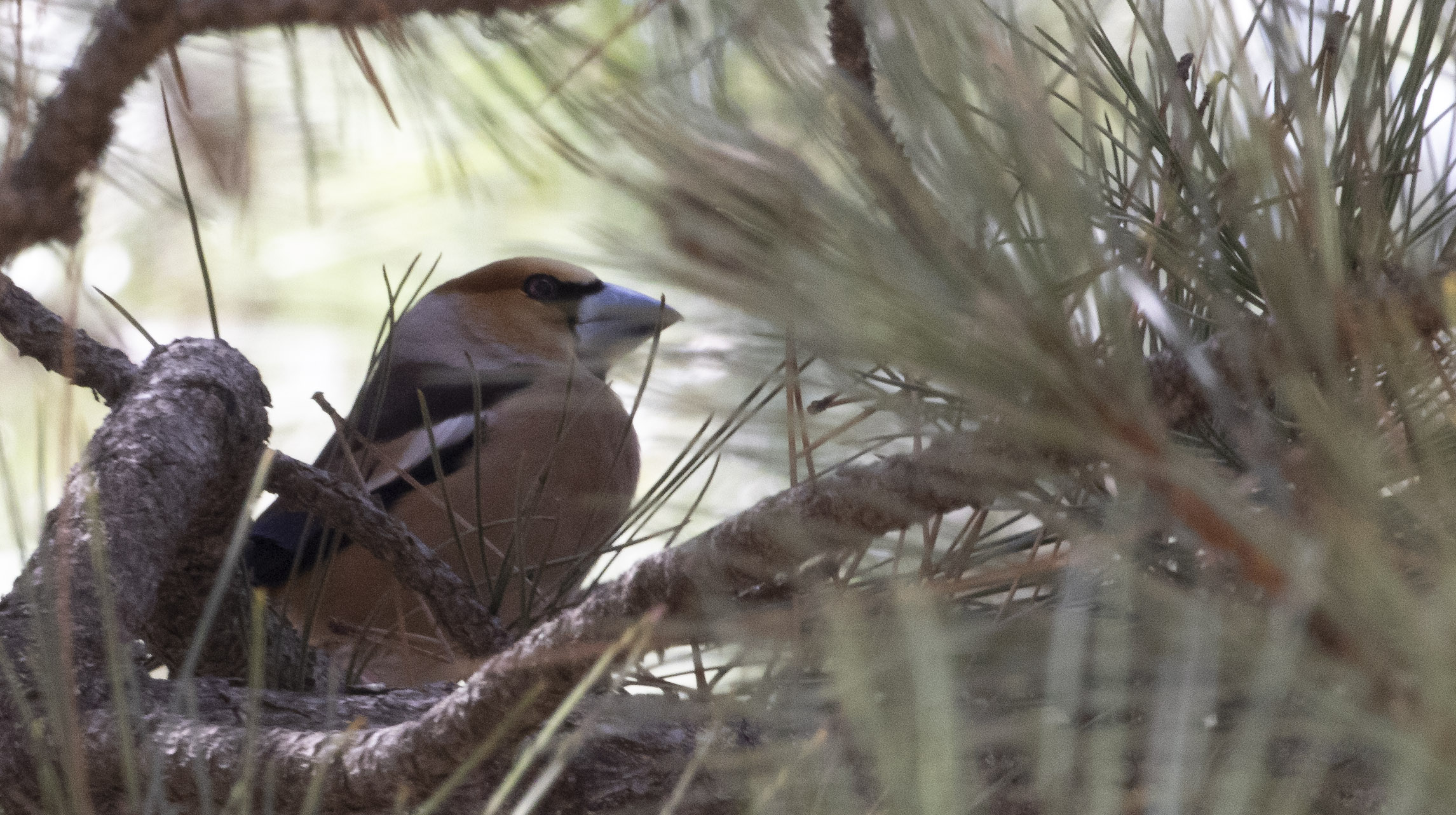 Hawfinch