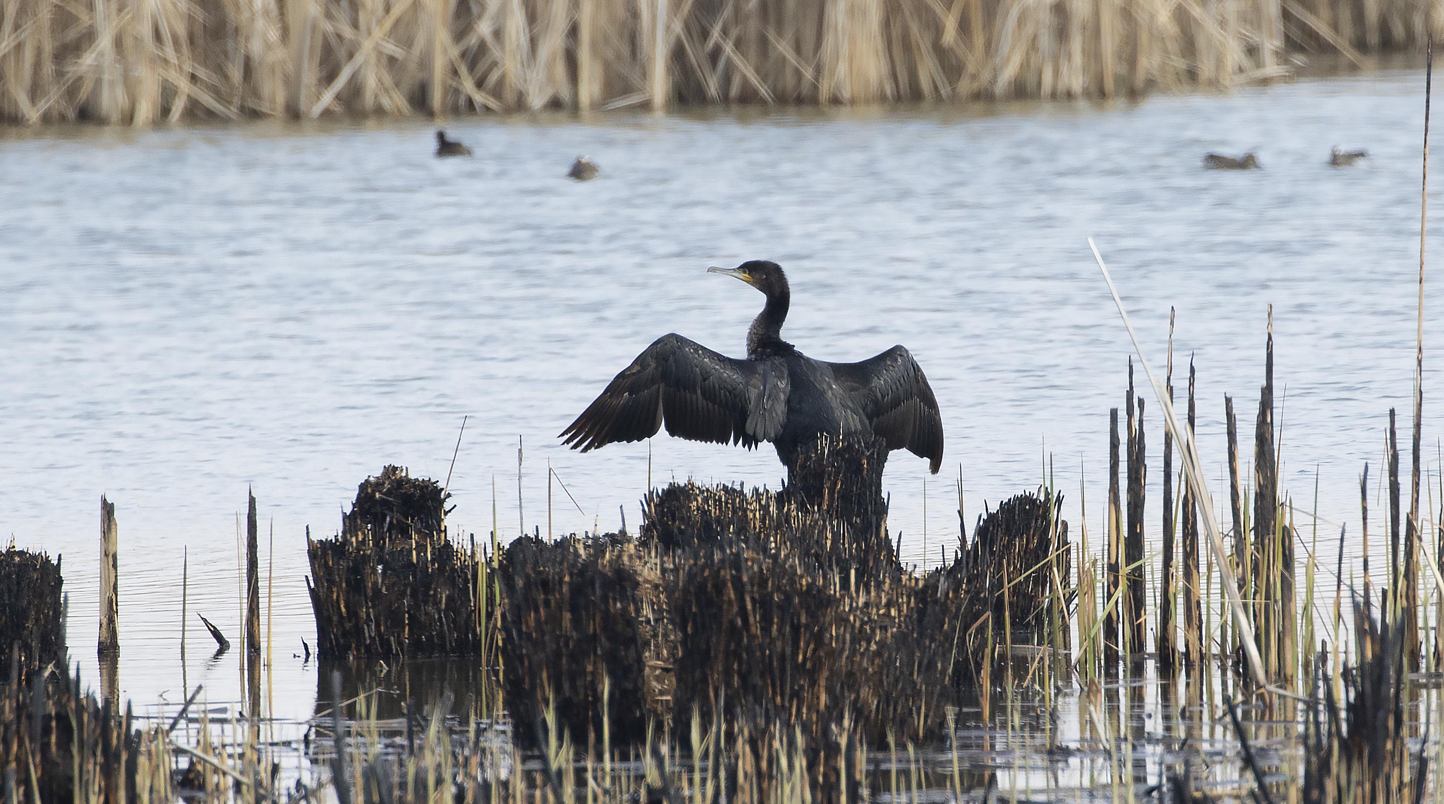 Great Cormorant
