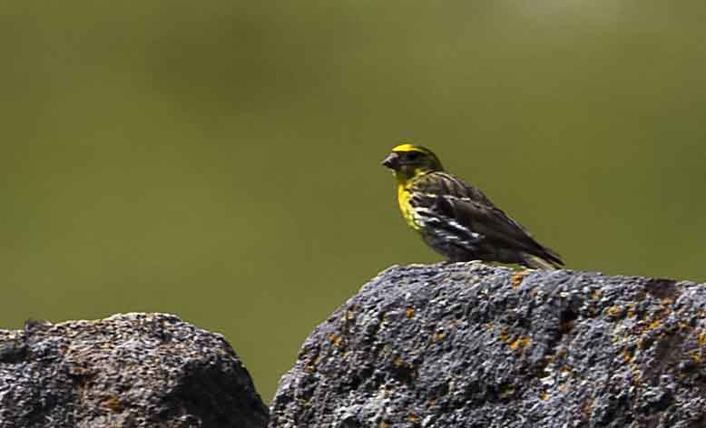 European Serin