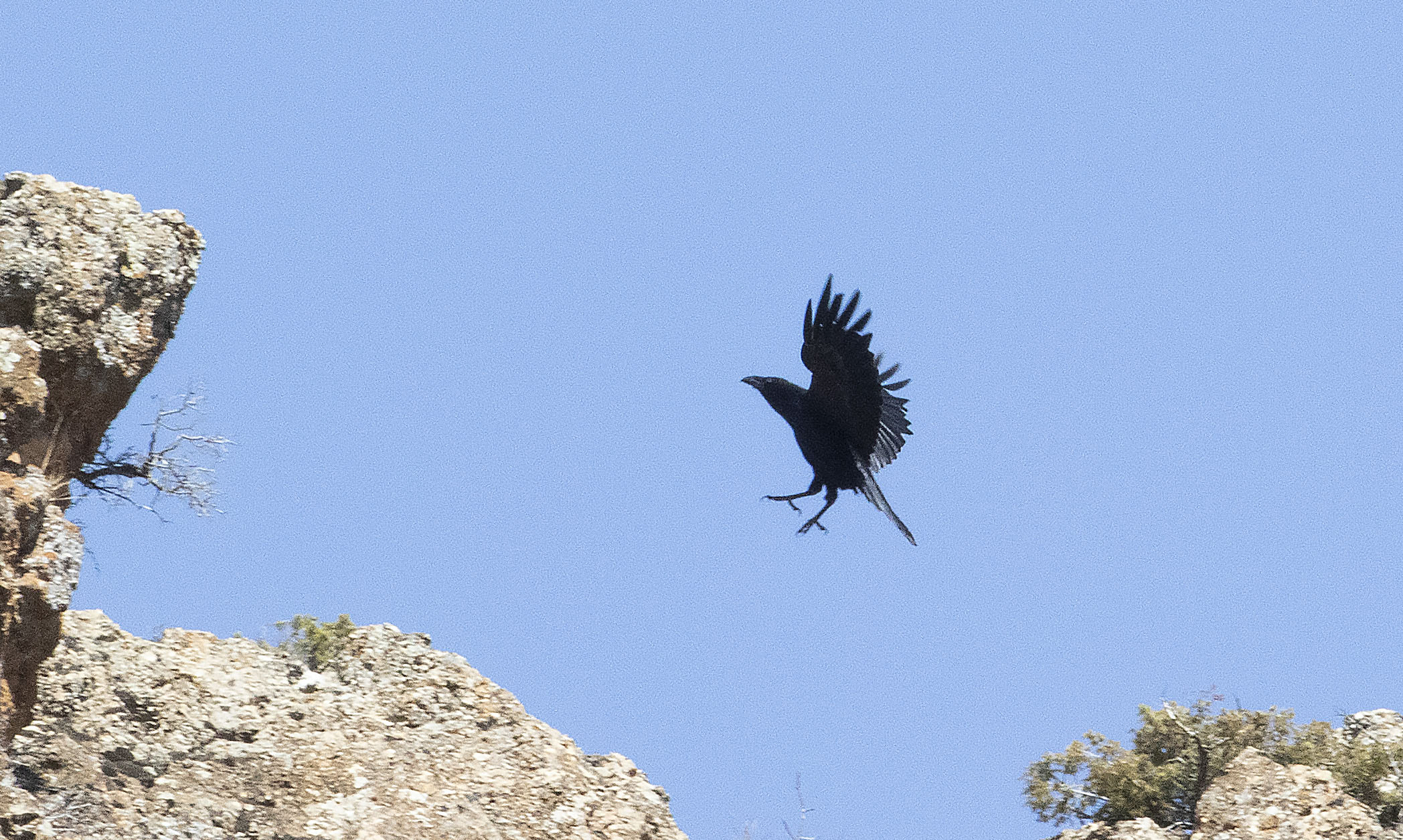 Common Raven
