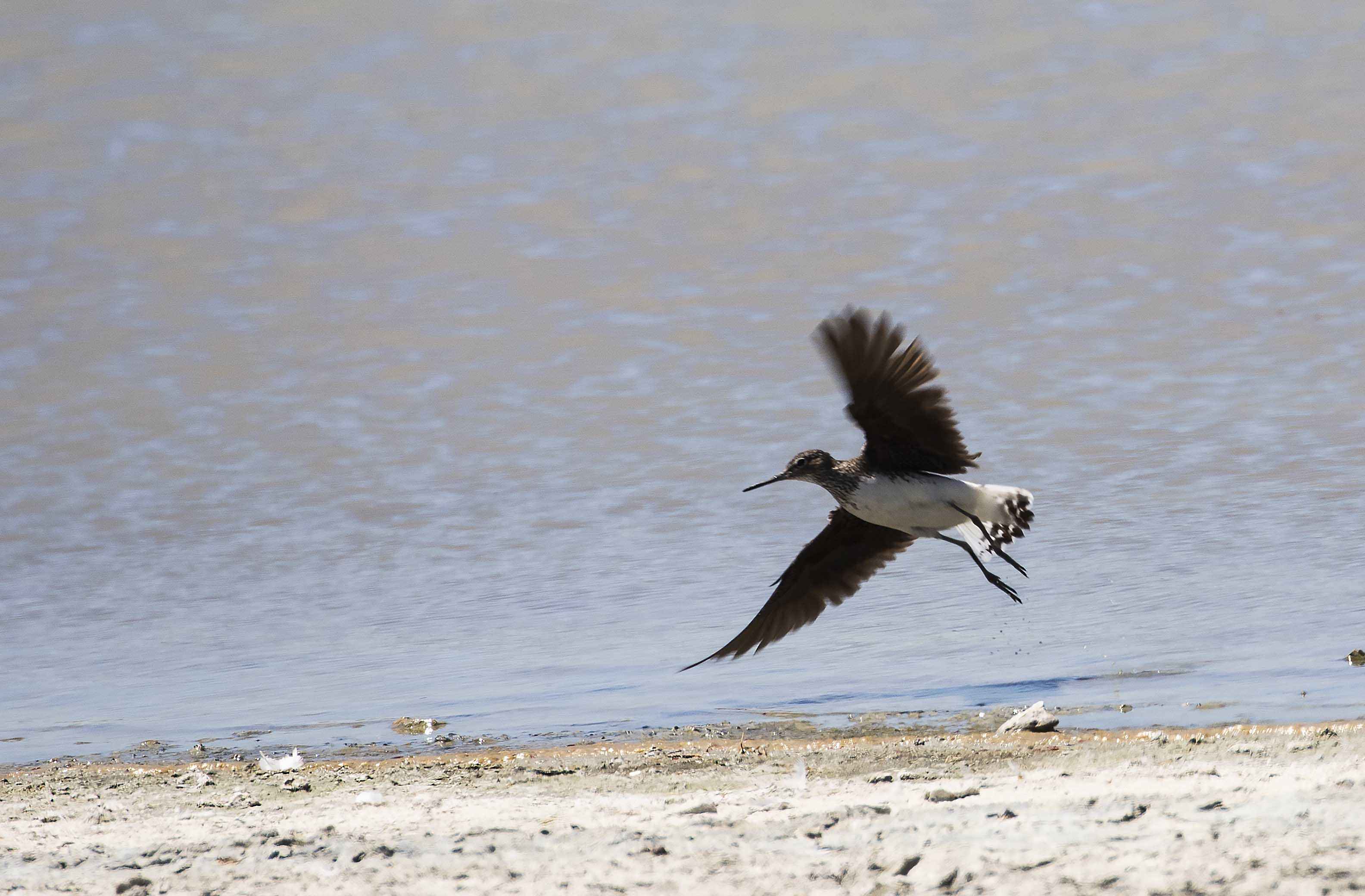 Green Sandpiper