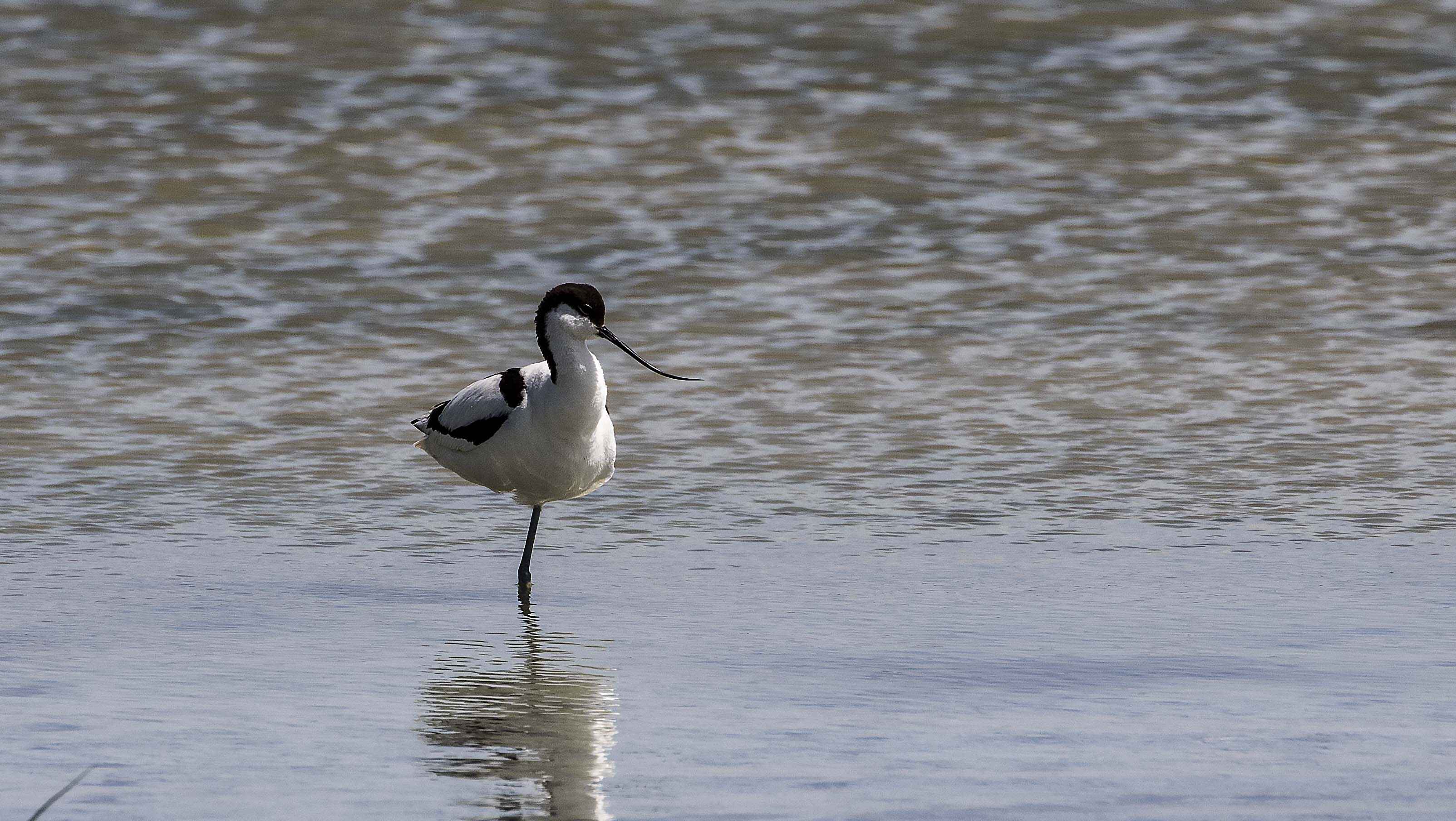 Pied Avocet