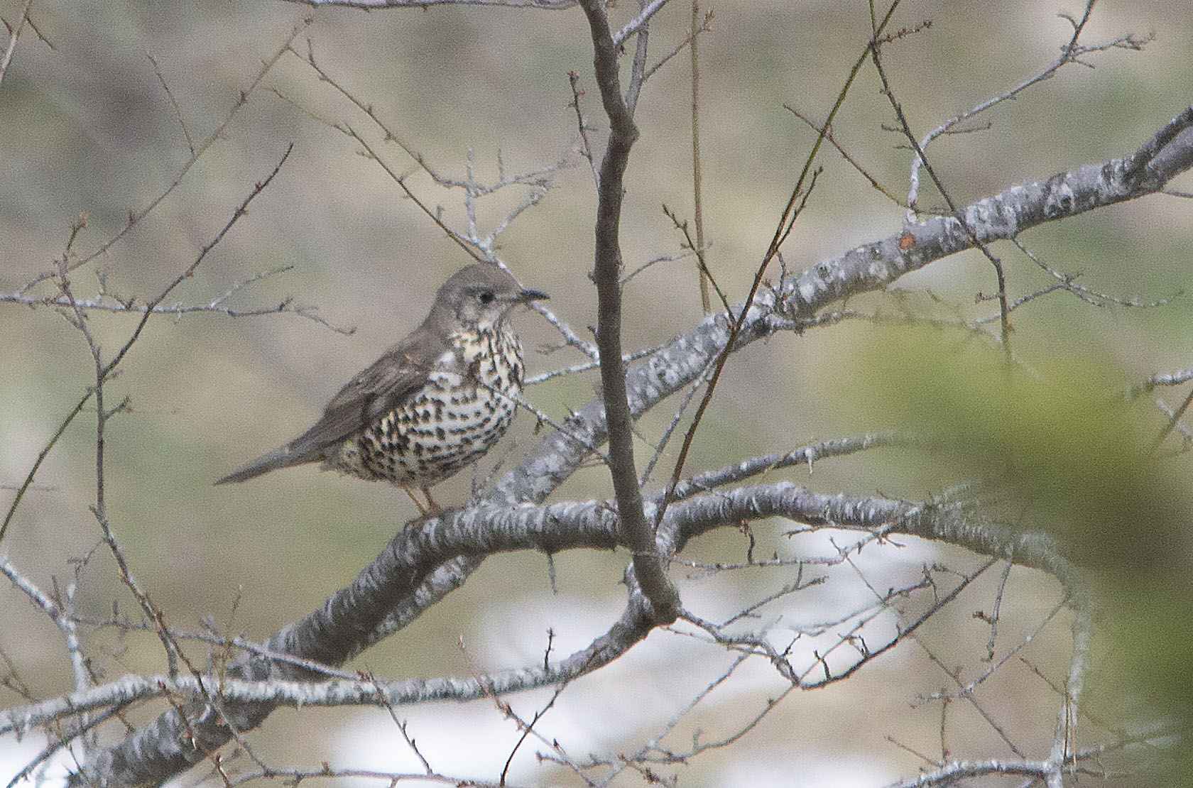 Mistle Thrush