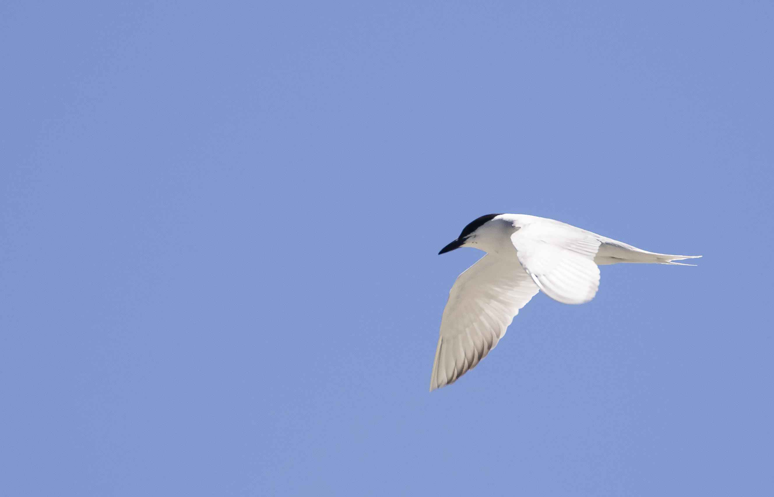 Gull-billed Tern