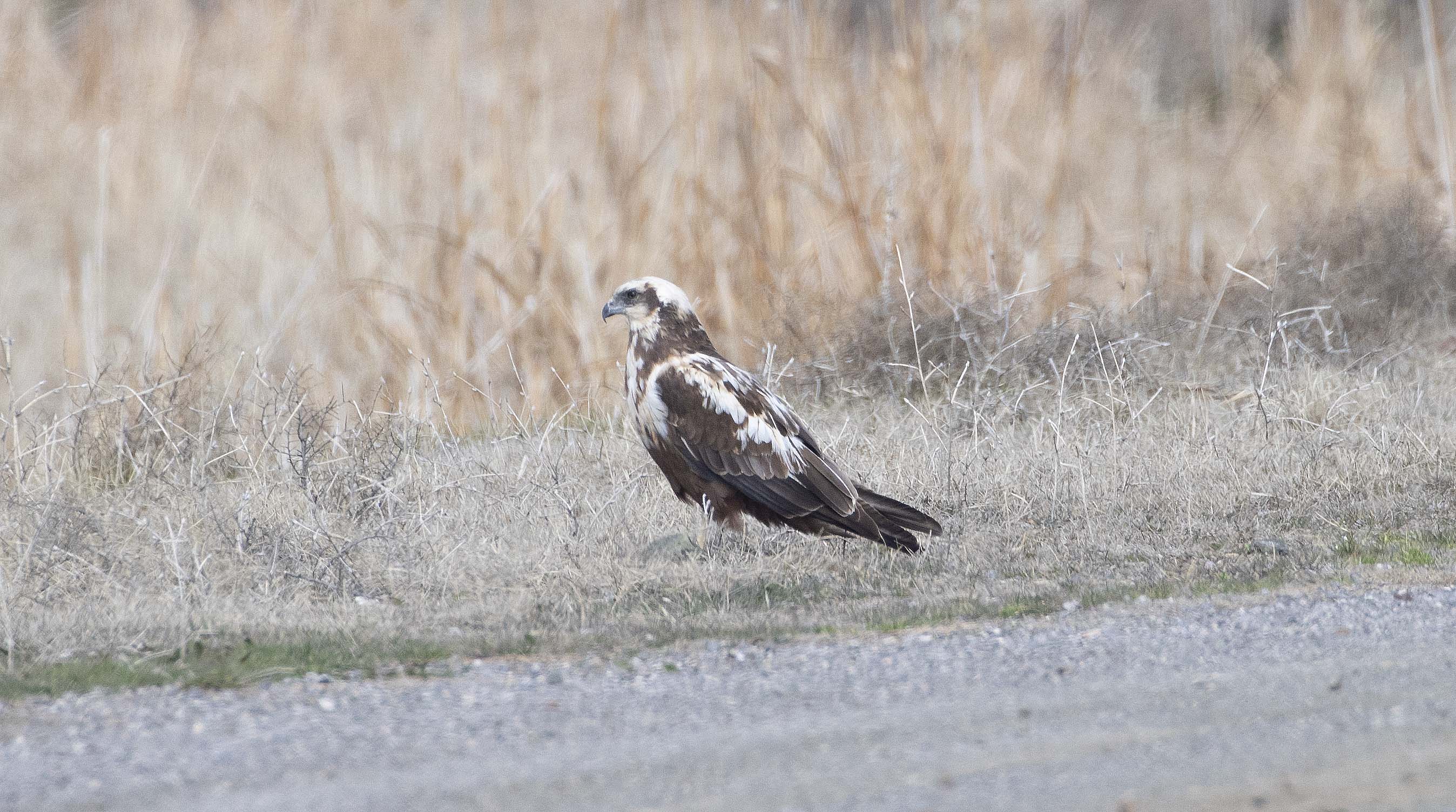 Eurasian Marsh-Harrier