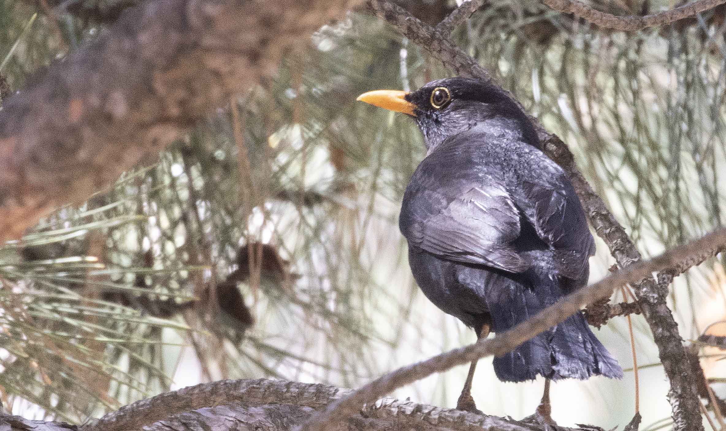 Eurasian Blackbird