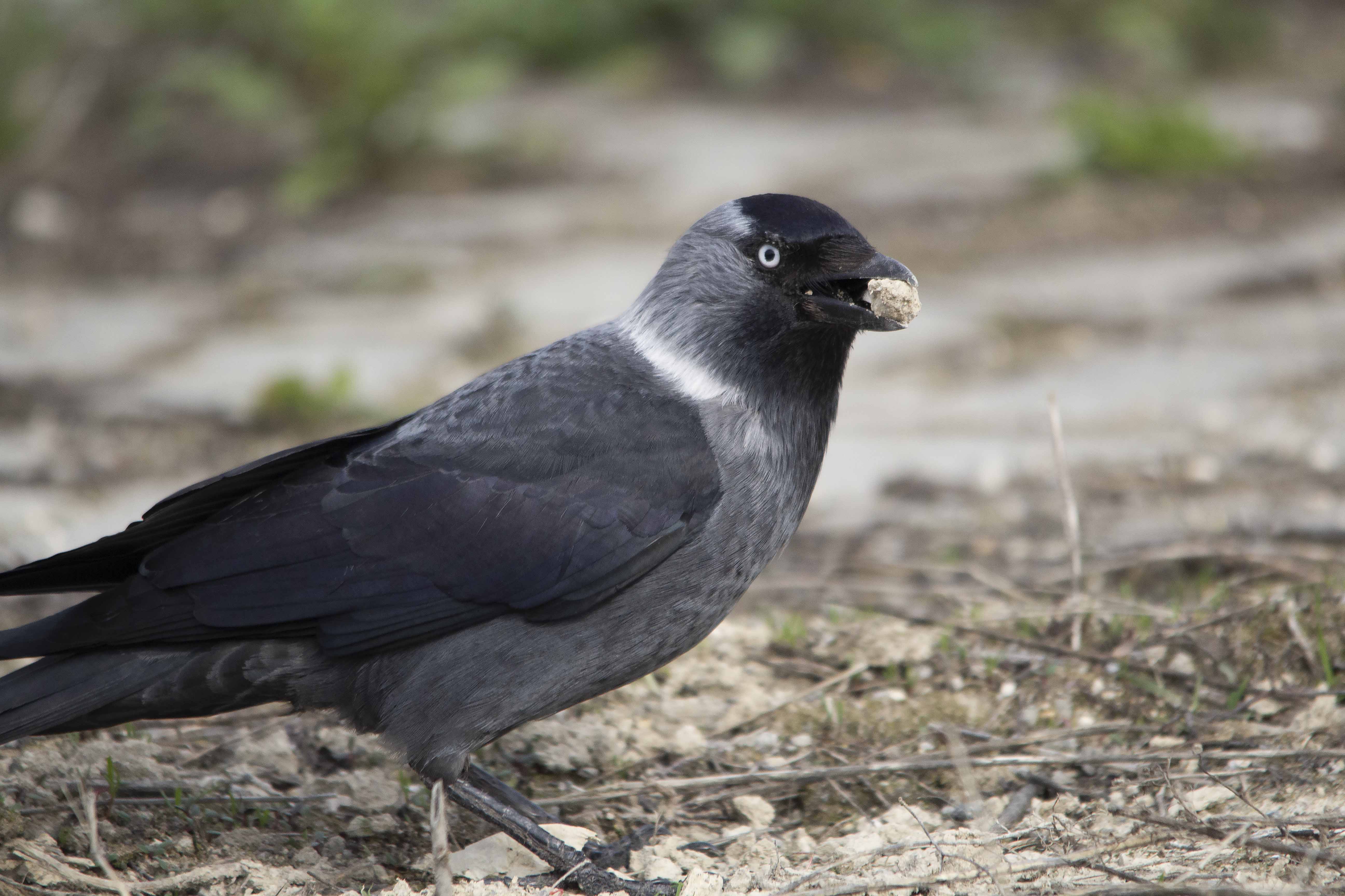 Eurasian Jackdaw