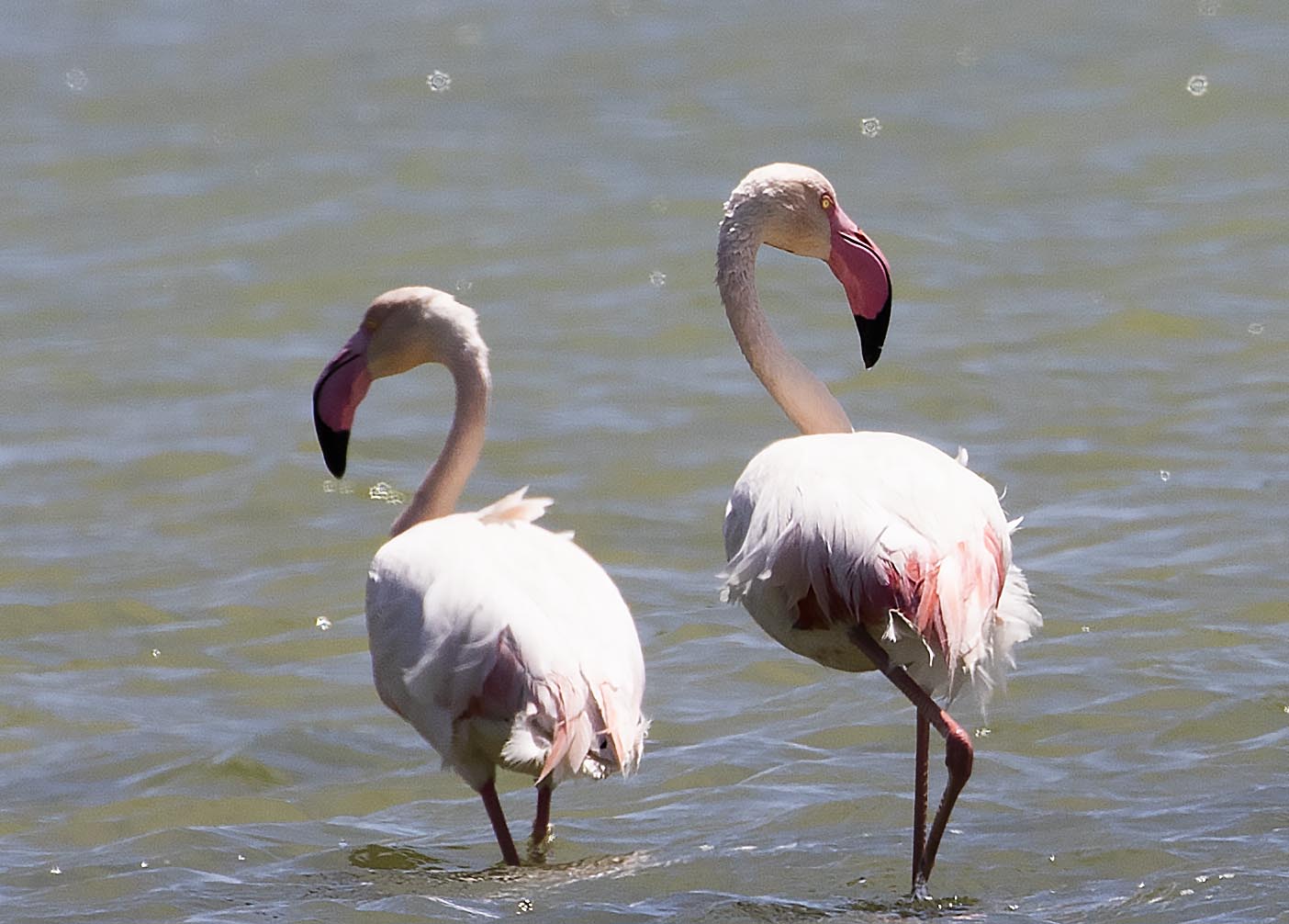 Greater Flamingo