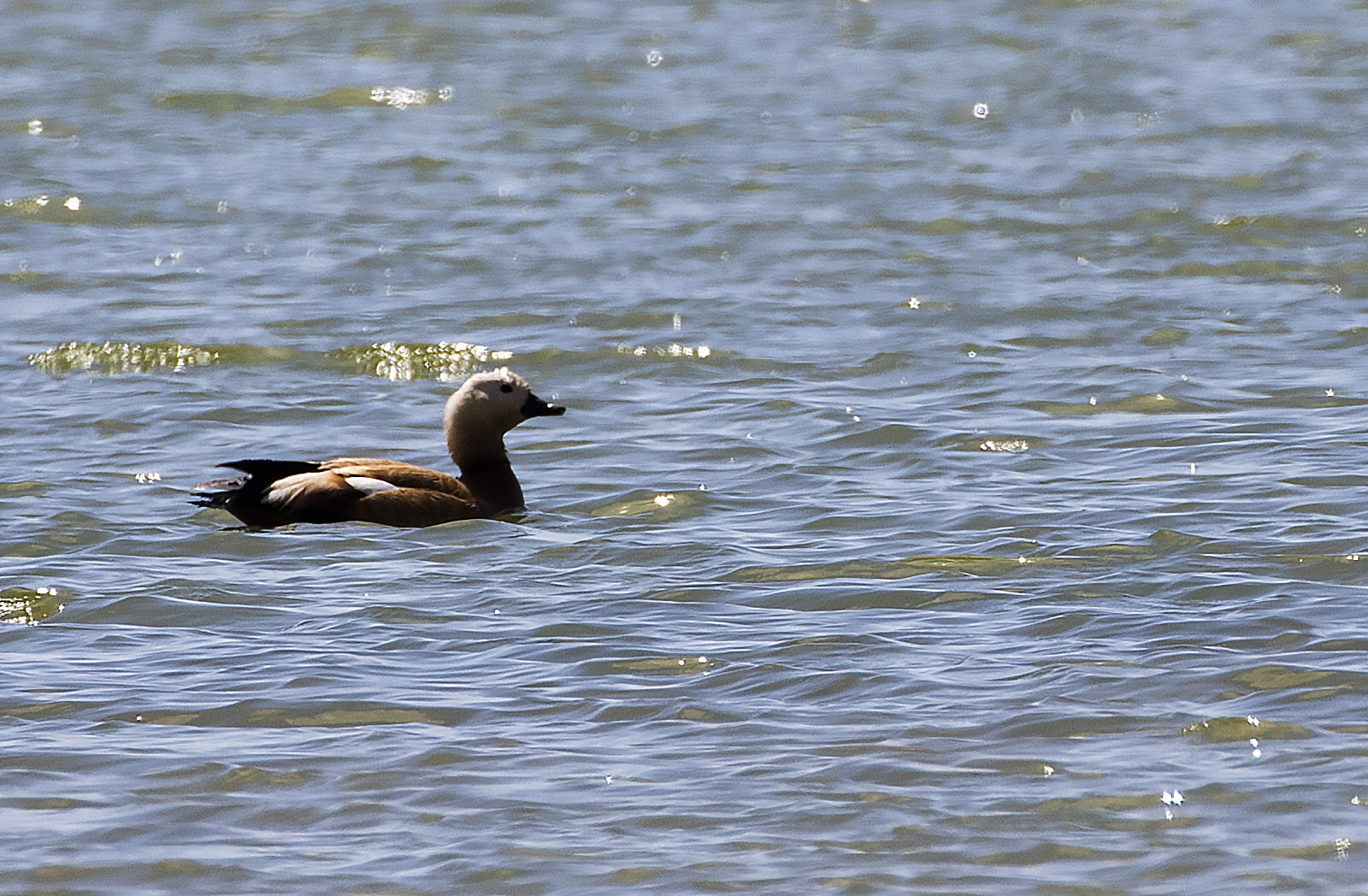 Ruddy Shelduck