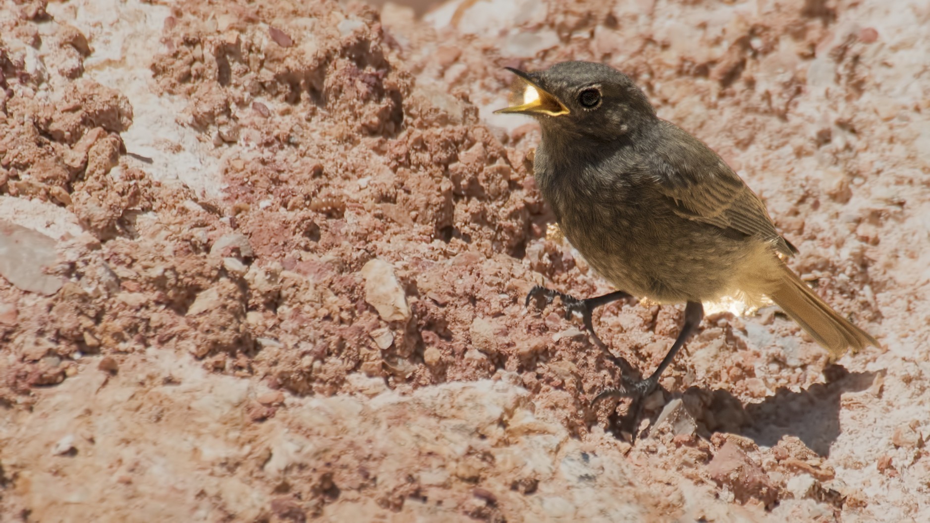 Blackstart