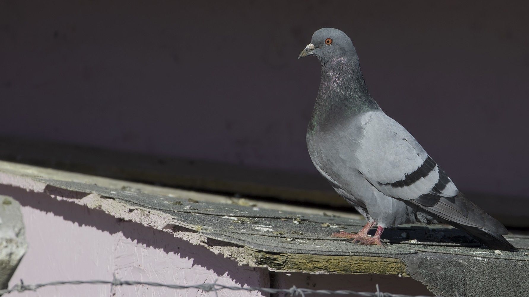 Rock Pigeon