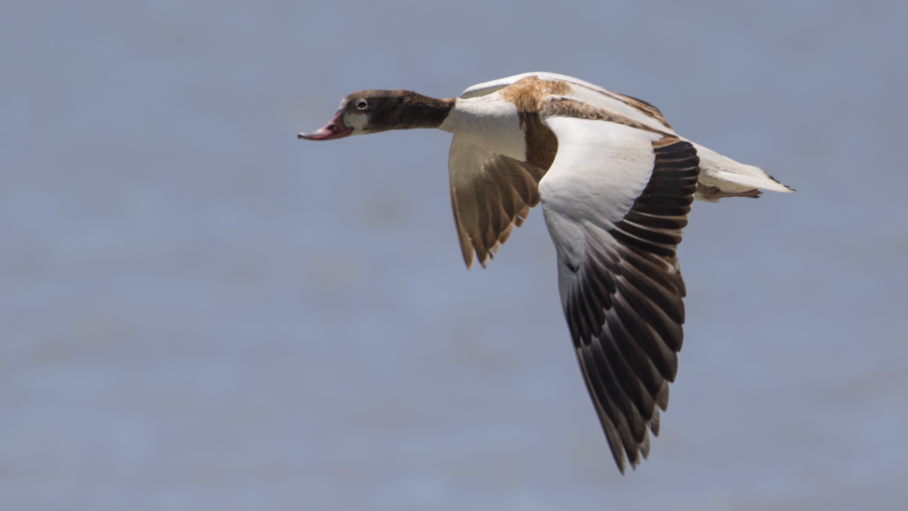 Common Shelduck