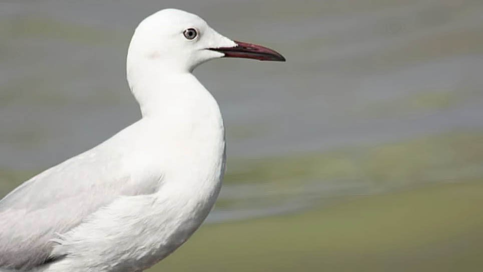 Slender-billed Gull