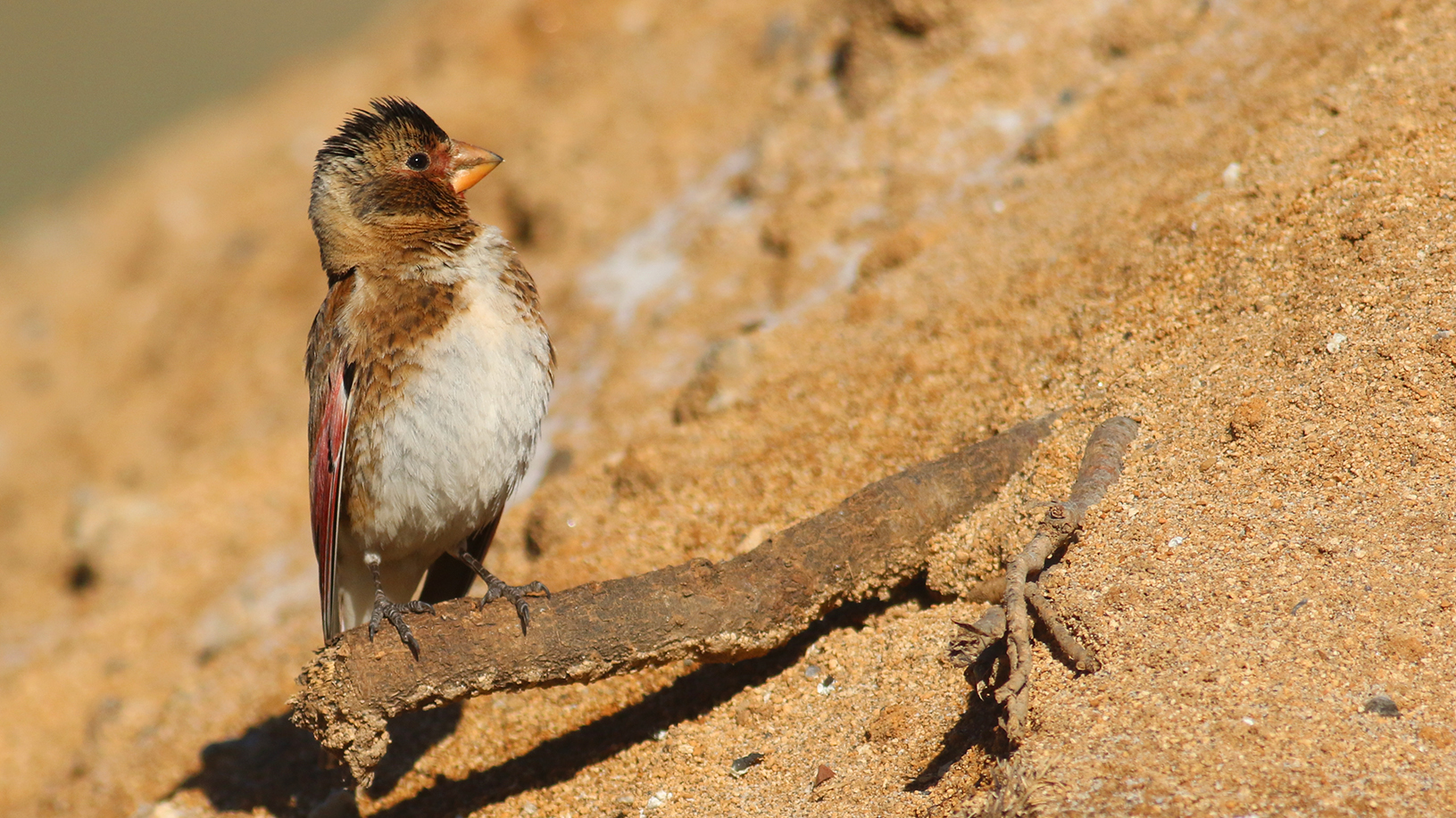 Crimson-winged Finch