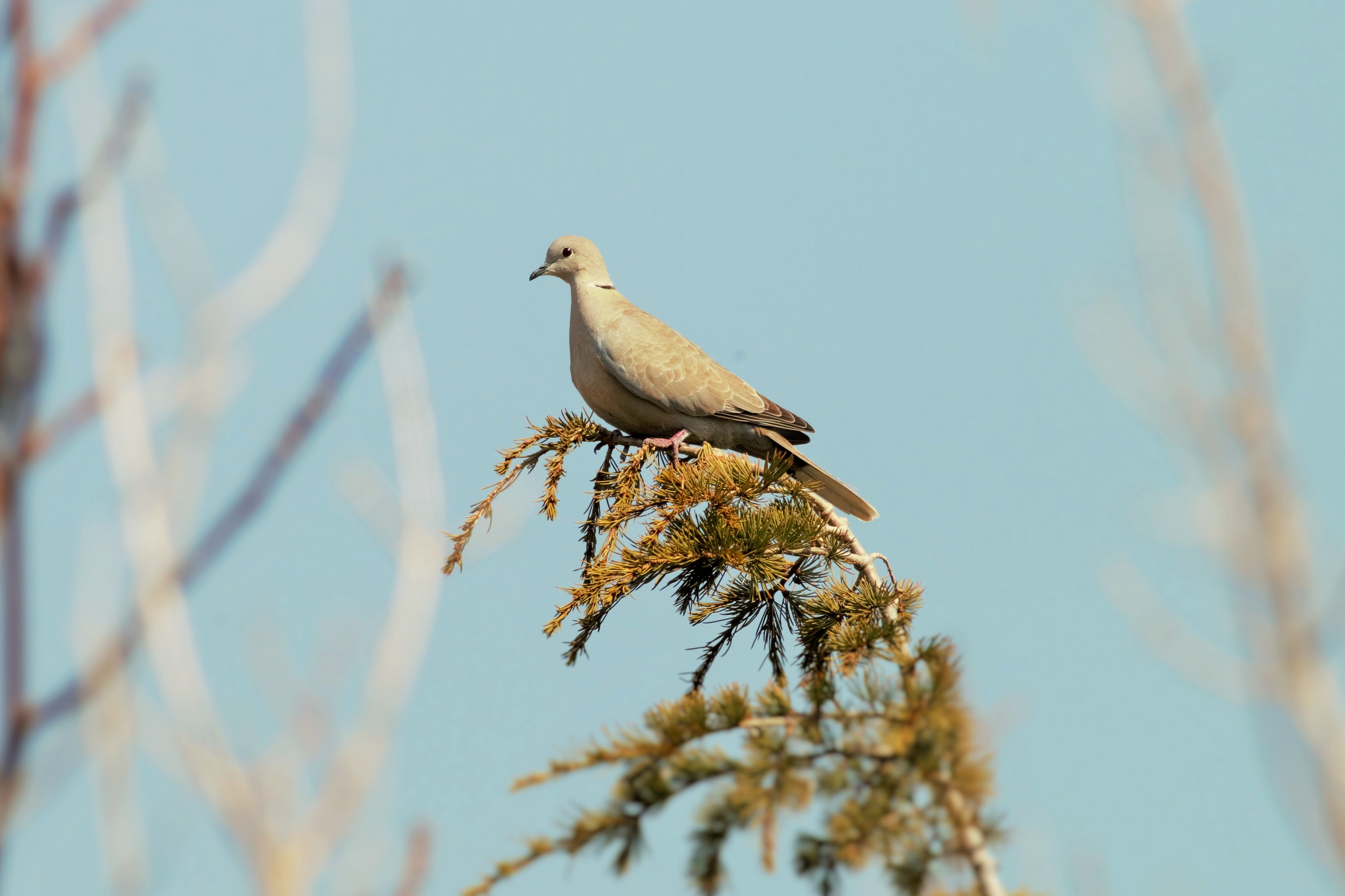 Eurasian Collared-Dove