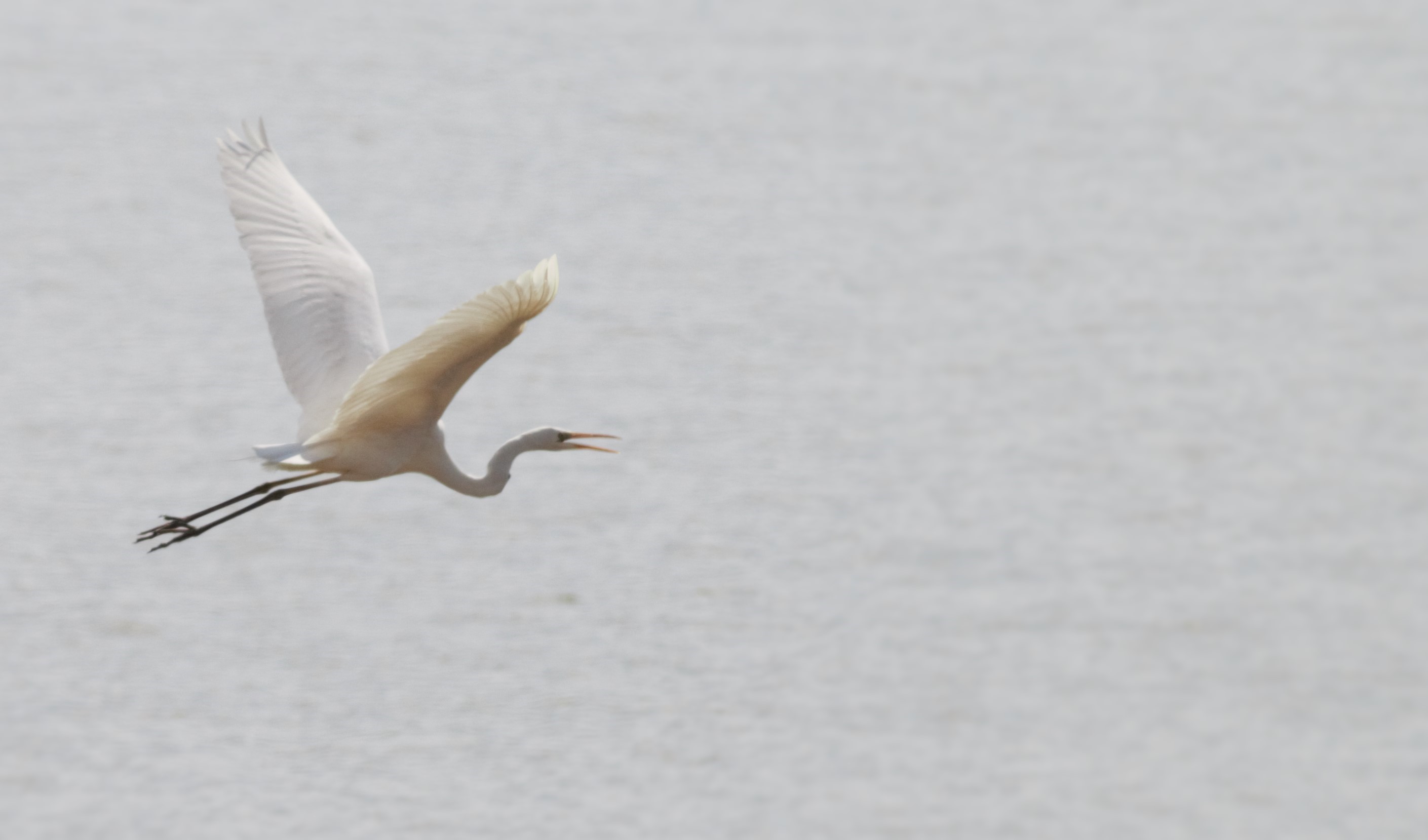 Great Egret