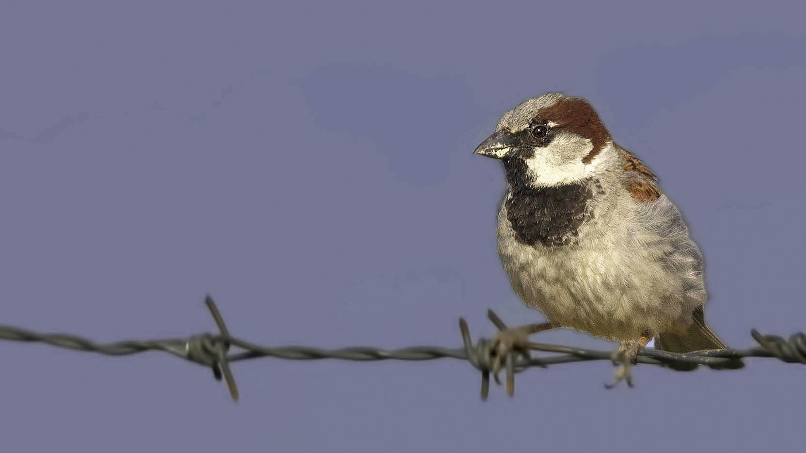 House Sparrow