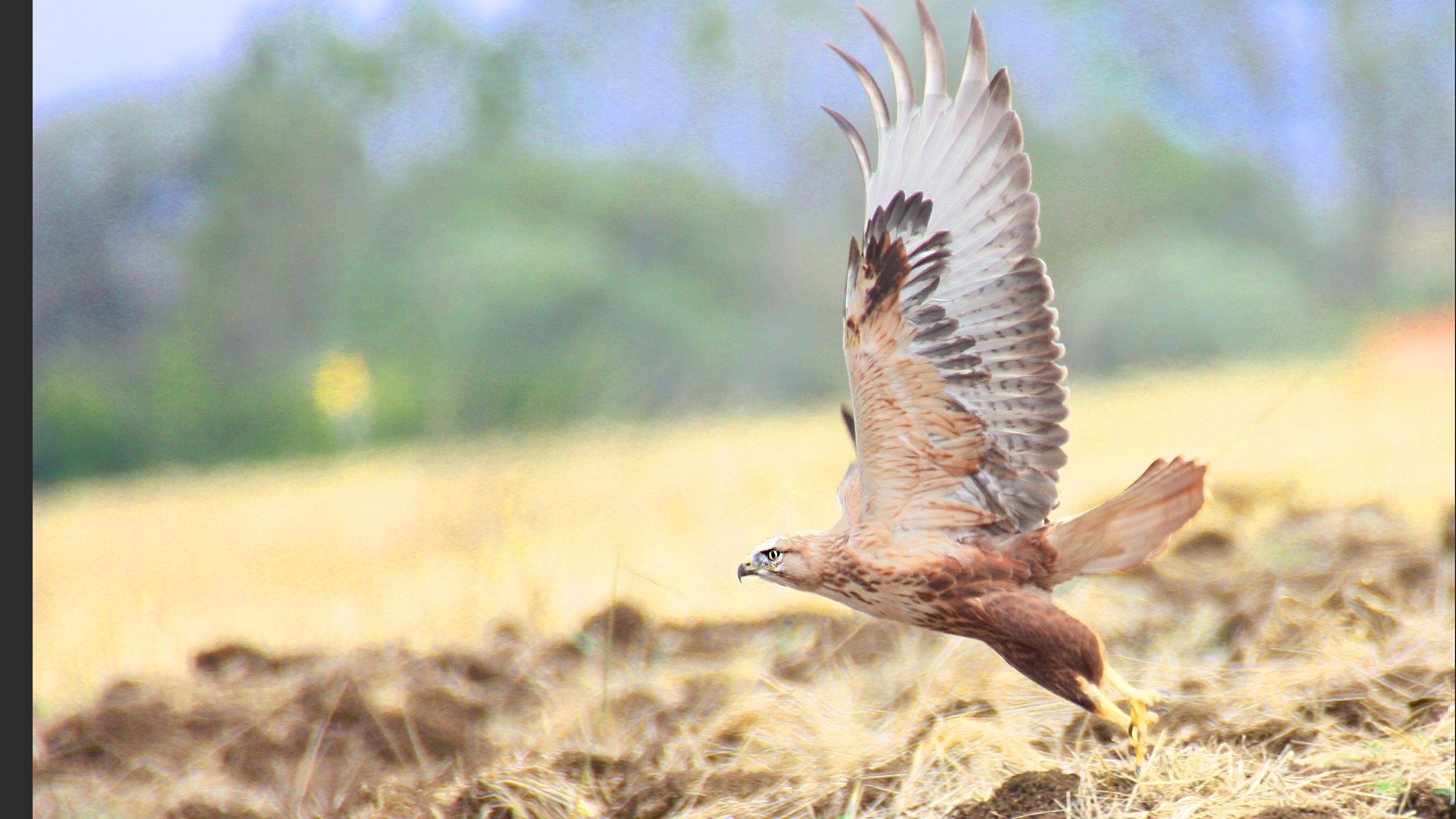 Long-legged Buzzard — Ana fotoğraf