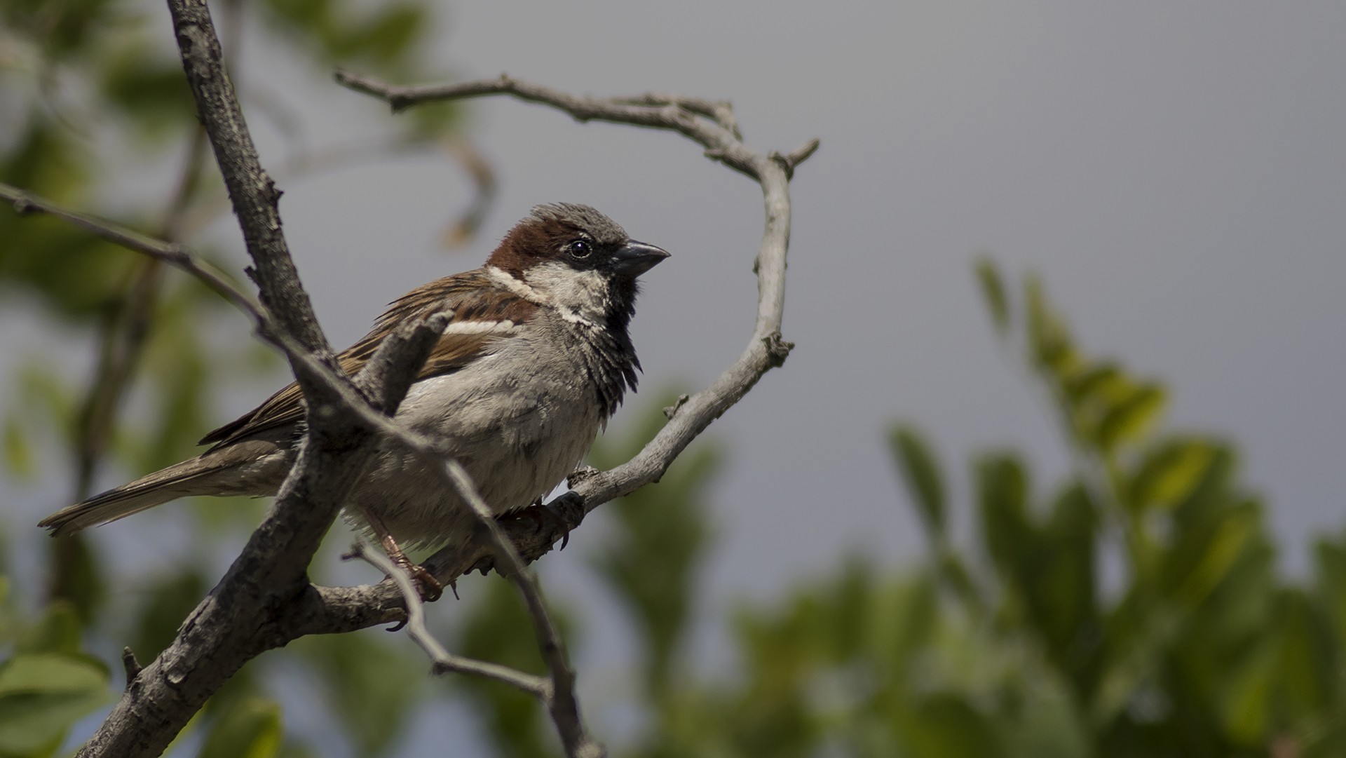 House Sparrow