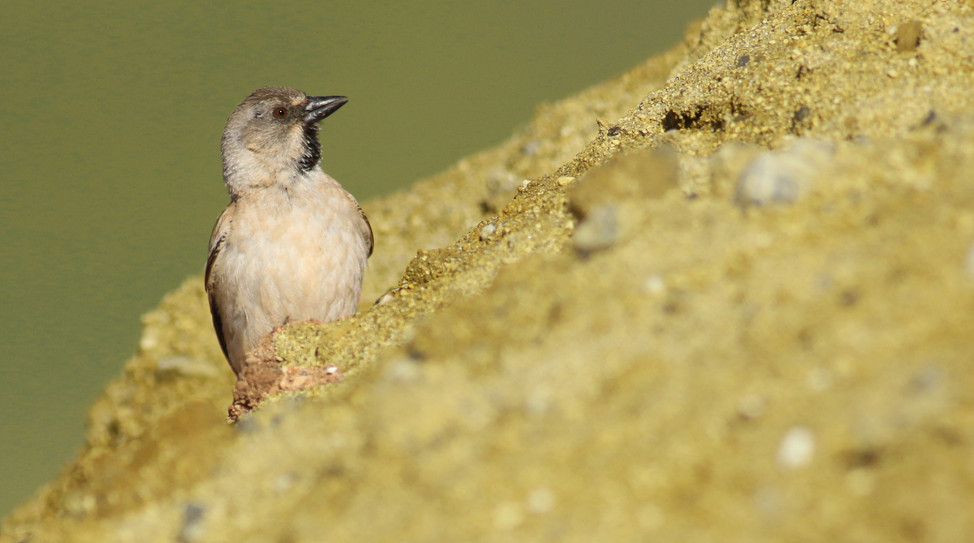 White-winged Snowfinch