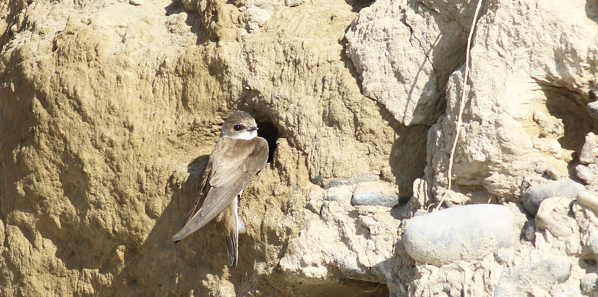 Bank Swallow