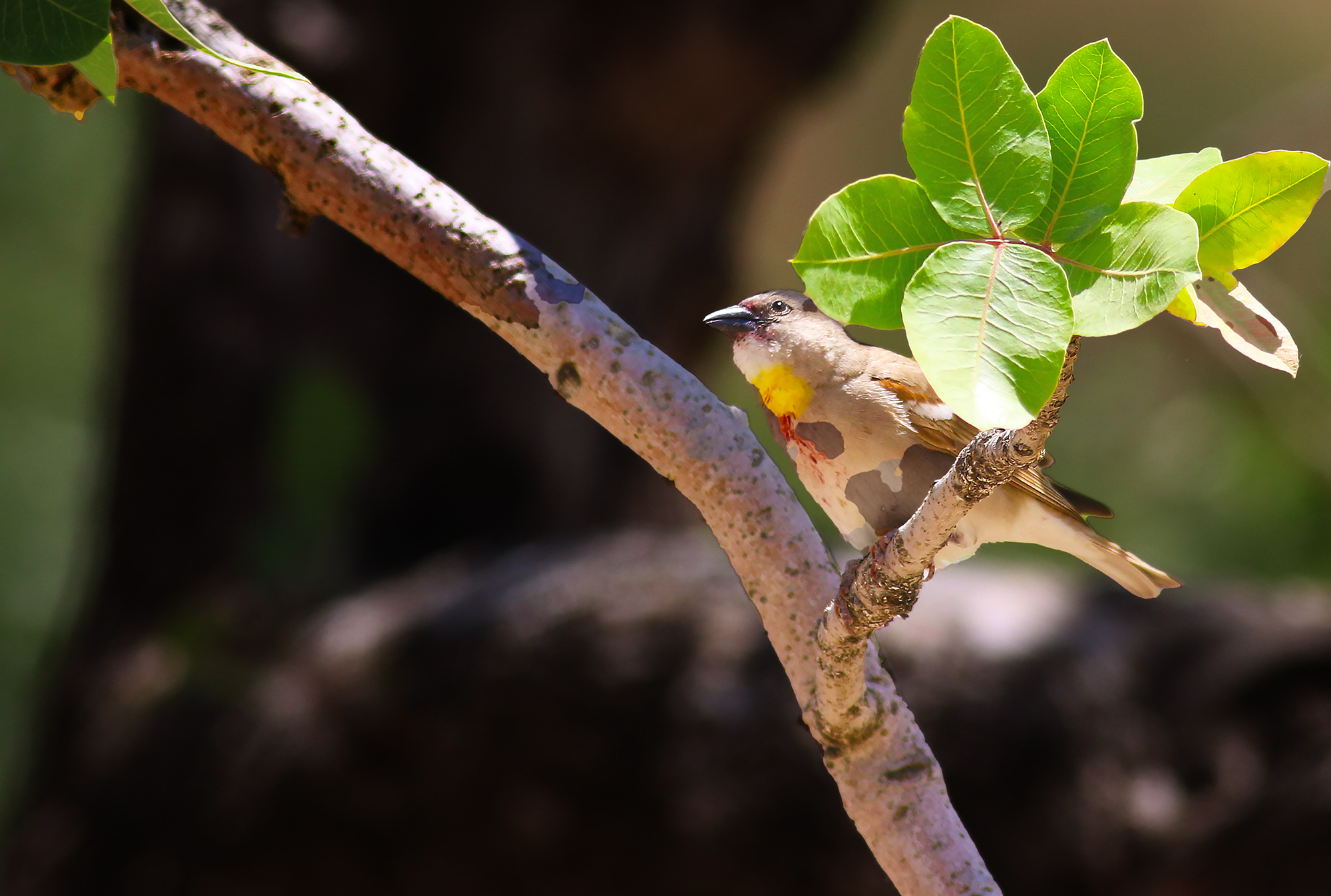 Yellow-throated Sparrow