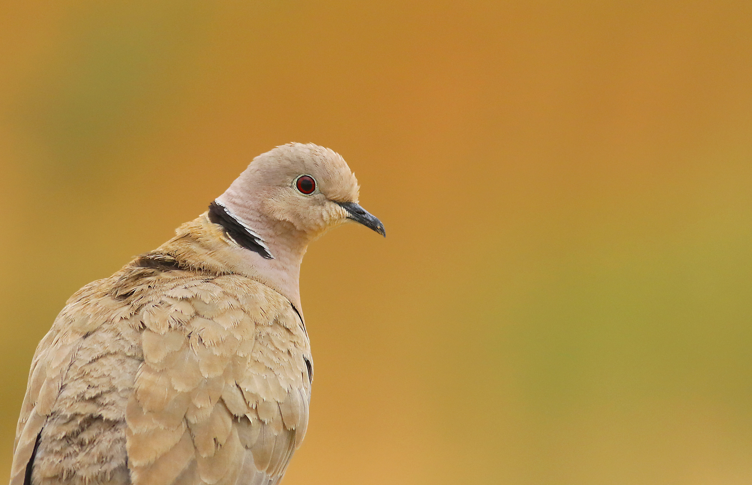Laughing Dove — Ana fotoğraf