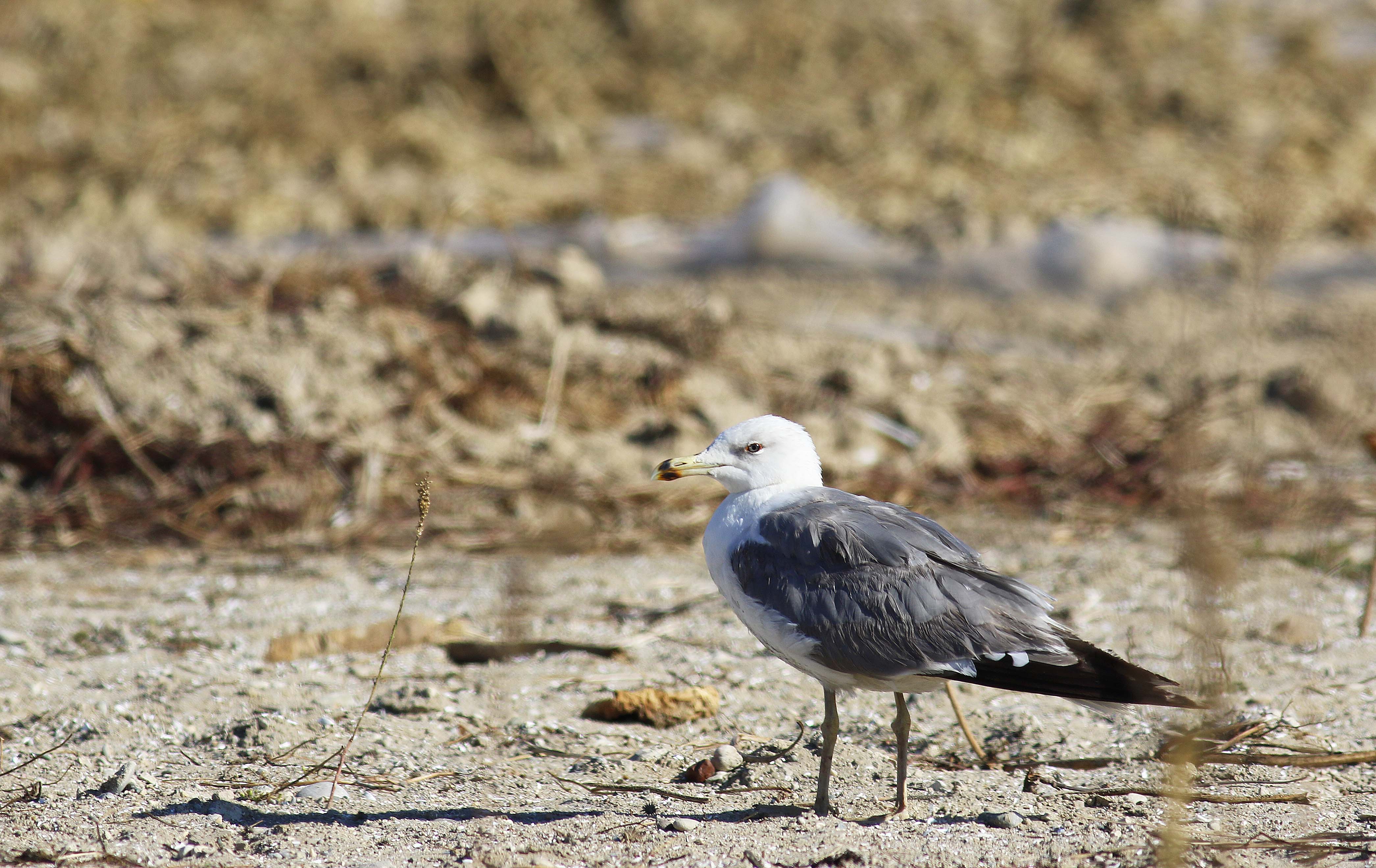 Yellow-legged Gull