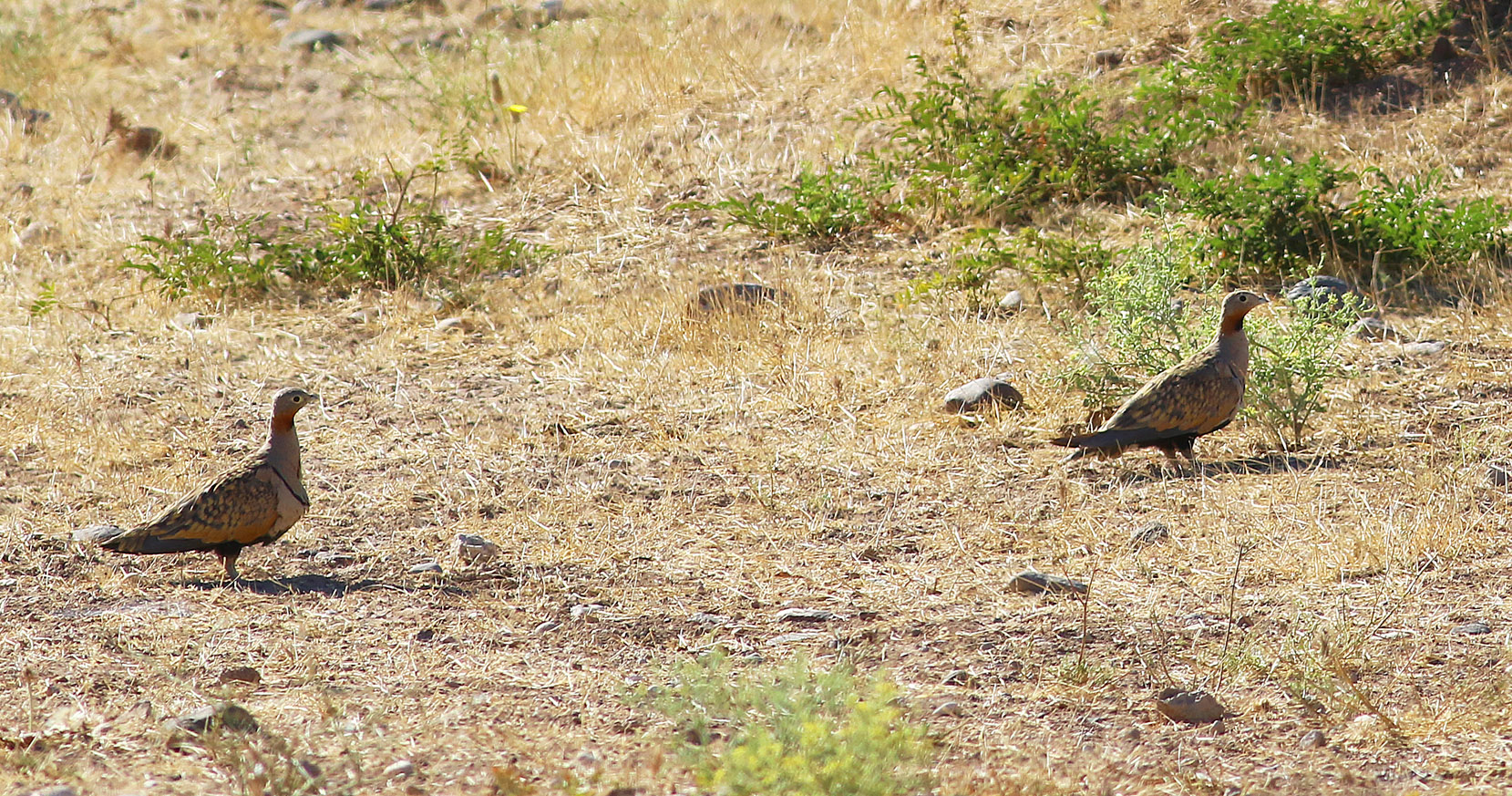 Black-bellied Sandgrouse