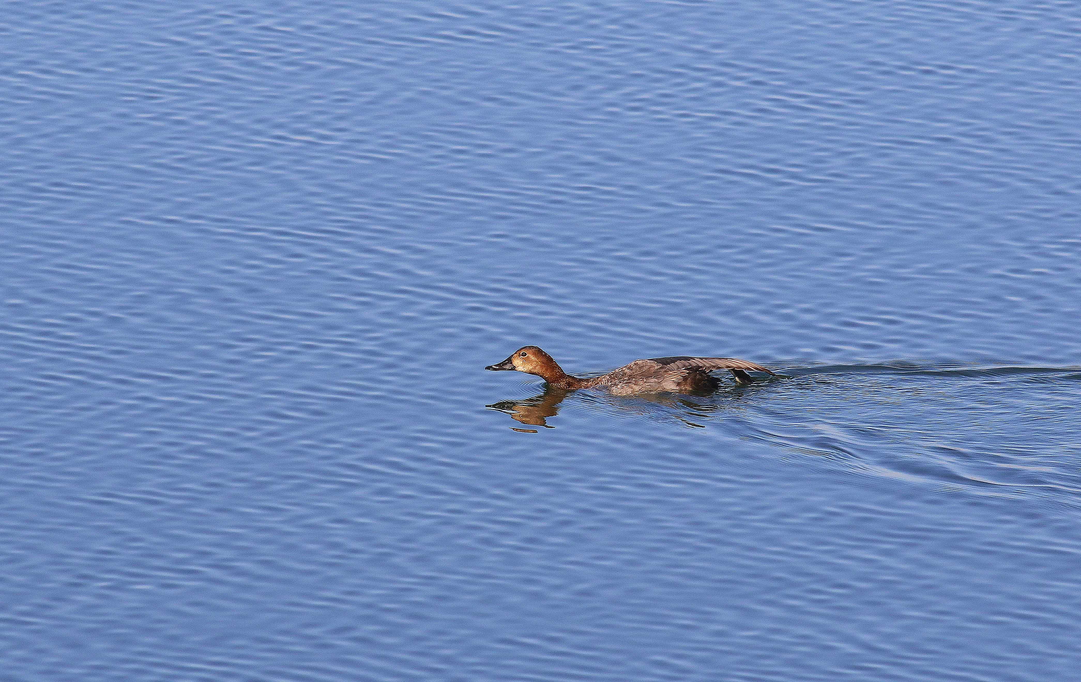 Common Pochard