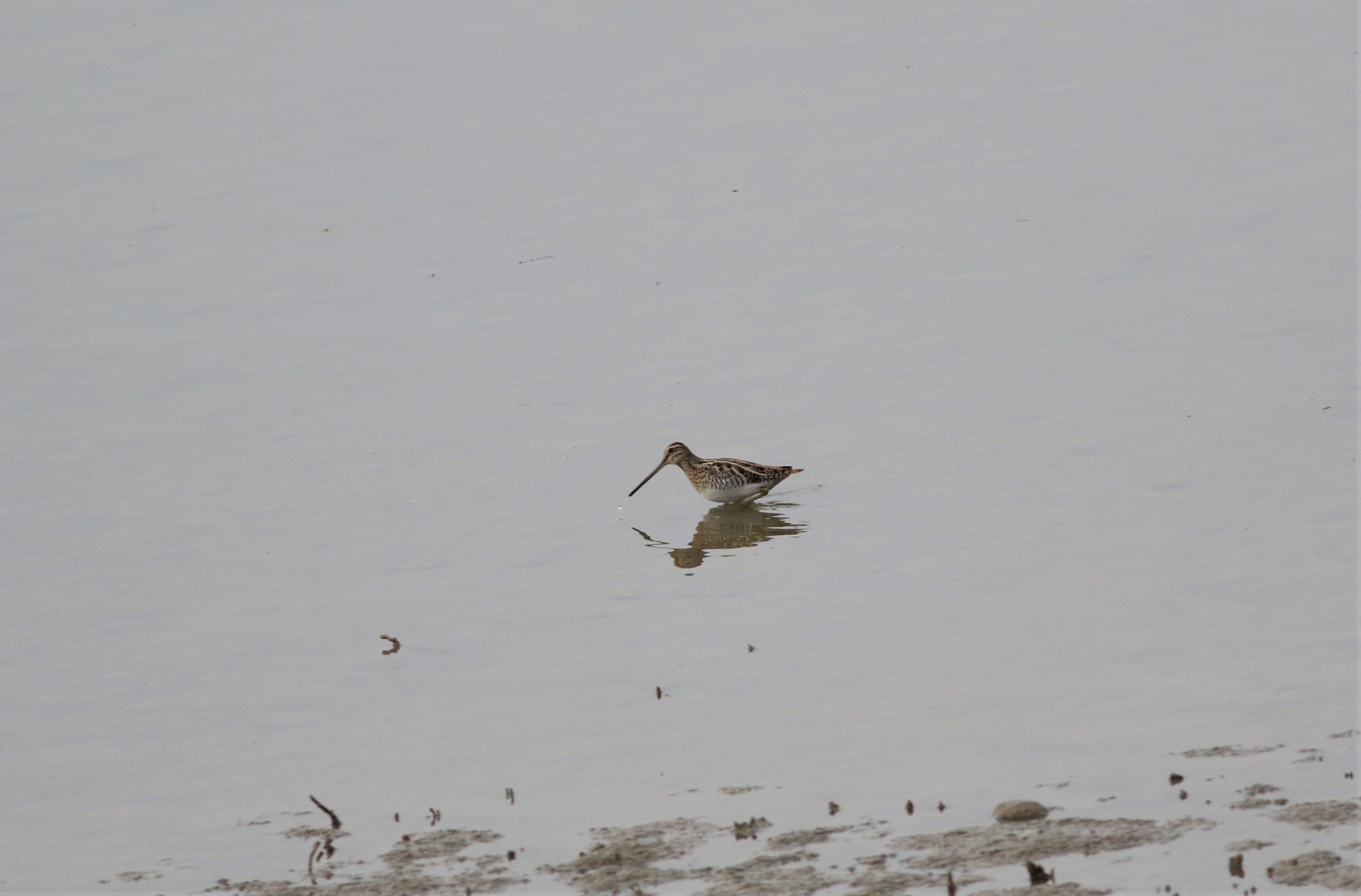 Common Snipe